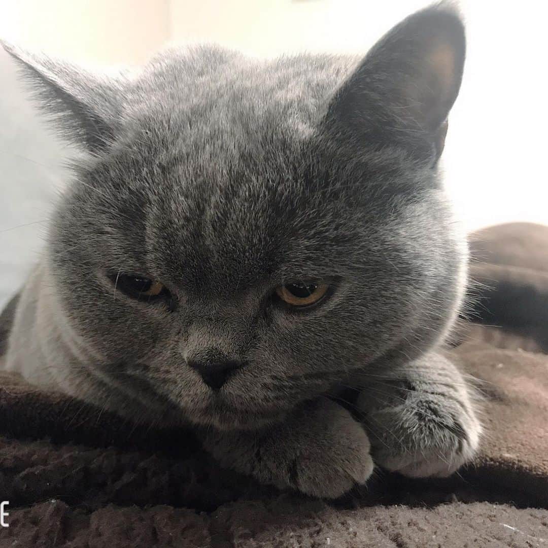 インゾーネさんのインスタグラム写真 - (インゾーネInstagram)「こんにちは！営業の中村です！  12月1月と嬉しいことにお引き渡しさせていただくオーナー様がたくさんおりまして、まずは12月お引き渡しの2組のオーナー様の完成お披露目会を先日行ってきました！  それぞれとっても素敵なおうちでこれから新しいおうちで生活することを考えるととても楽しみですね！O様、K様お家の完成おめでとうございます！！  最後は寒くなり人のお腹の上で朝、目を覚ましたしらたまです...！  #inzone #inzonewithactus宮の森  #inzonewithactus  #完成お披露目会  #johnsonhomes  #新築一戸建て  #インテリア #猫 #inzone中村ブログ」12月16日 16時23分 - inzone_design_labo