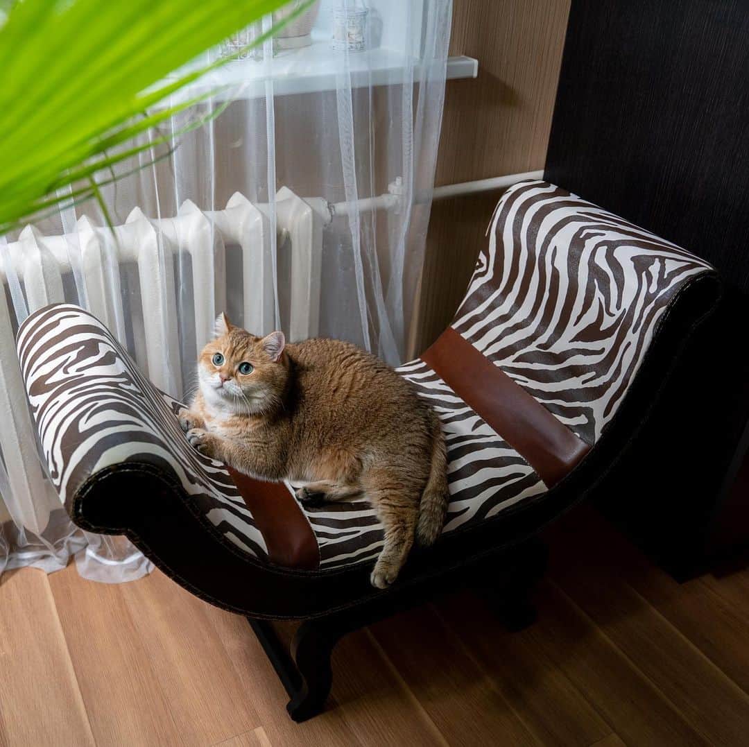 Hosicoさんのインスタグラム写真 - (HosicoInstagram)「Today I sunbathe under a palm tree 🏝」12月16日 16時28分 - hosico_cat