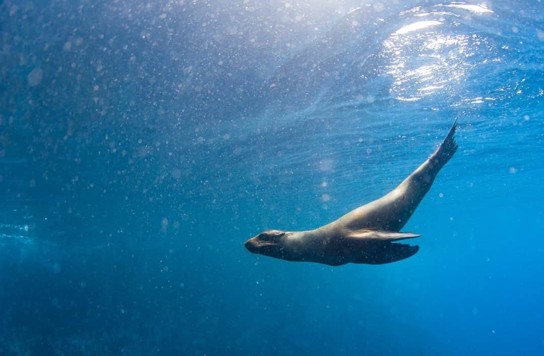 National Geographic Travelさんのインスタグラム写真 - (National Geographic TravelInstagram)「Photo by @jodymacdonaldphoto / Baja California Sur is home to one of the most extraordinary marine ecosystems in the world, containing over 5,000 different aquatic animal species including this sea lion. At first, seeing sea lions underwater feels a bit chaotic. They quickly dart around you from all directions, their curiosity palpable. Once they get used to you, you often get invited to play. Time and space become irrelevant and you become entranced in their underwater performance. No matter what kind of day you're having, these guys are sure to make it better.   Follow me @jodymacdonaldphoto to see more images from my travels around the world. #travel #mexico #baja」12月16日 16時39分 - natgeotravel