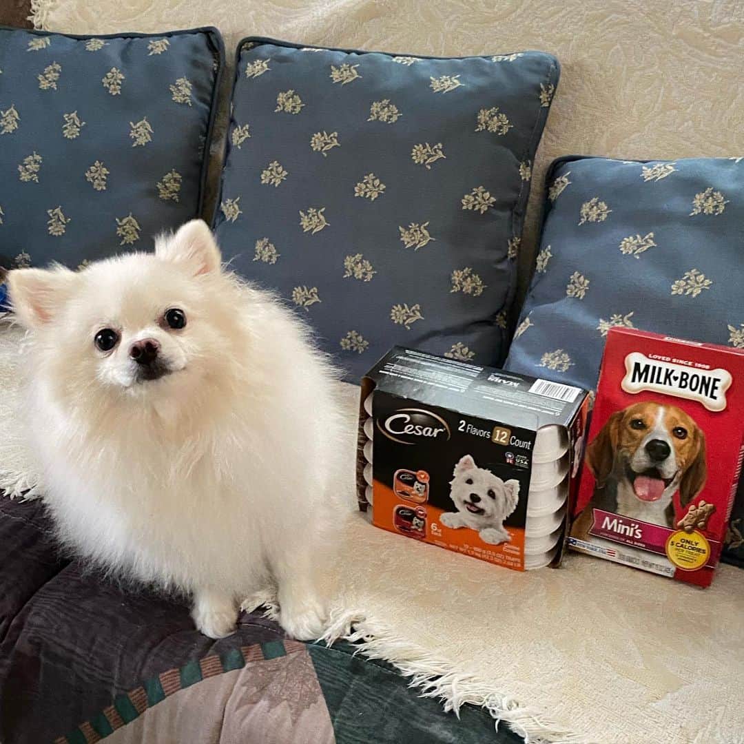 のインスタグラム：「Can I have all of it?Jewel is sleeping upstairs 🤣🐾❤️🐶 #pancakehasplans #instagood #instamood #weeklyfluff #fluffy #dogsofinstagram #dogstagram #puppiesofinstagram #petstagram」