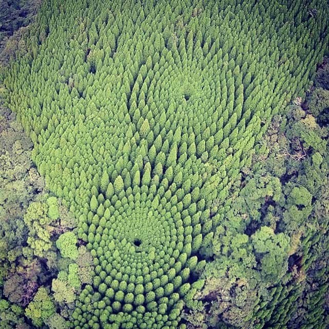 Remiwaのインスタグラム：「Il mistero della forma con cui sono disposti alcuni alberi di cedro in una zona nei pressi di Miyazaki, (nel sud del Giappone) in realtà non è un gran mistero! Anche se la foresta è indicata come la “Misteriosa foresta di alberi circolare giapponese” Durante gli anni 70 fu avviata una sperimentazione per comprendere come la disposizione dei fusti sia in grado di influenzare la crescita delle piante. I ricercatori piantarono gli alberi, allora molto piccoli, con incrementi radiali di 10 gradi in grado di formare complessivamente 10 cerchi concentrici. L’aspetto più interessante dell’esperimento è l’osservazione di come gli alberi siano cresciuti con forma convessa e in modo differente rispetto agli organismi limitrofi, meno ordinati e maggiormente irregolari. Le due foreste circolari hanno riscosso un enorme interesse online e il risultato spettacolare della sperimentazione è visibile su Google Maps...e allora tutti ad ammirare la foresta circolare🤗🙏🌲🌳  #vita #forma #piante #ossigeno #foreste #alberi #natura #giappone #life #plants #oxygen #forests #trees #nature #japanstyle」