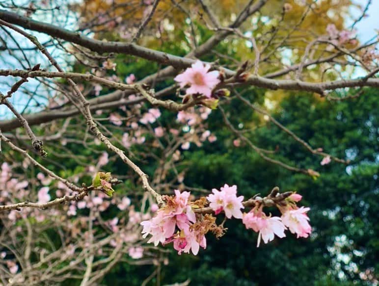 中村愛さんのインスタグラム写真 - (中村愛Instagram)「🍽♡ ・ ・ ・ うふふ。 わたしは作ってません😂 #手料理 #煮込みハンバーグ #ヒレカツ  ごちそうさまでした♪ お邪魔しましたあ！  #大泉学園 近くの公園に 桜が咲いてた‼️ #冬桜 なのか？」12月16日 17時19分 - nakamuramura_ai