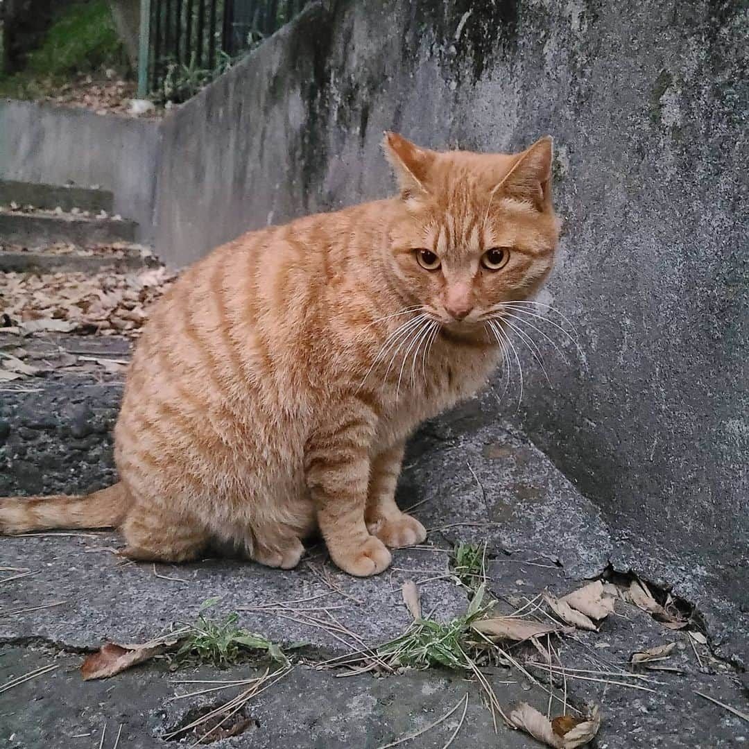 三宅裕子さんのインスタグラム写真 - (三宅裕子Instagram)「久々の参拝♡  とらねこちゃん元気でした！  前に会った時は耳がかぶれていて心配だったんだ💦 聞いた話だと #日光皮膚炎 らしく冬になって落ち着いたようです。 ※強い紫外線で皮膚にアレルギー反応が起きる病気。  #野良ちゃん とは思えないくらいしっかりお肉もついていて🥰笑 安心♡  また行くからね🎶  #にゃすたぐらむ #地域猫 #神社と猫 #猫好きな人と繋がりたい #のらねこ部  #甘えん坊猫 #猫神様」12月16日 17時20分 - yuko_miyake