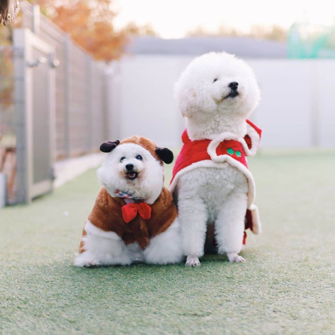 ゆうのインスタグラム：「. . サンタさん🎅ちゃんと気付いて 迎えに来てくれましたぁ（笑）✨ . もう離れないんだから感❤️ . . . . #無事に皆様のお家に向かいます #オヤツ🍪を準備してお待ち下さい . . . .」