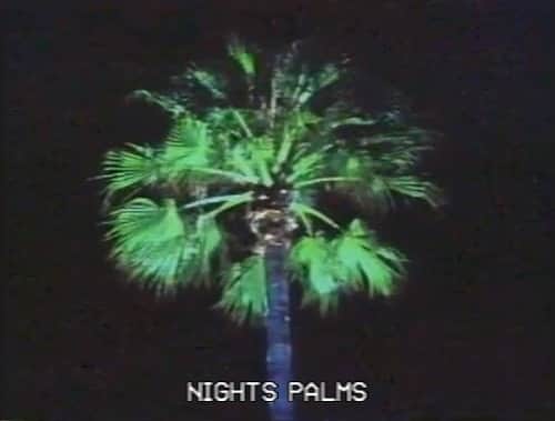 ゾーカーセンのインスタグラム：「NIGHTS PALMS 🖤🖤🖤🖤」