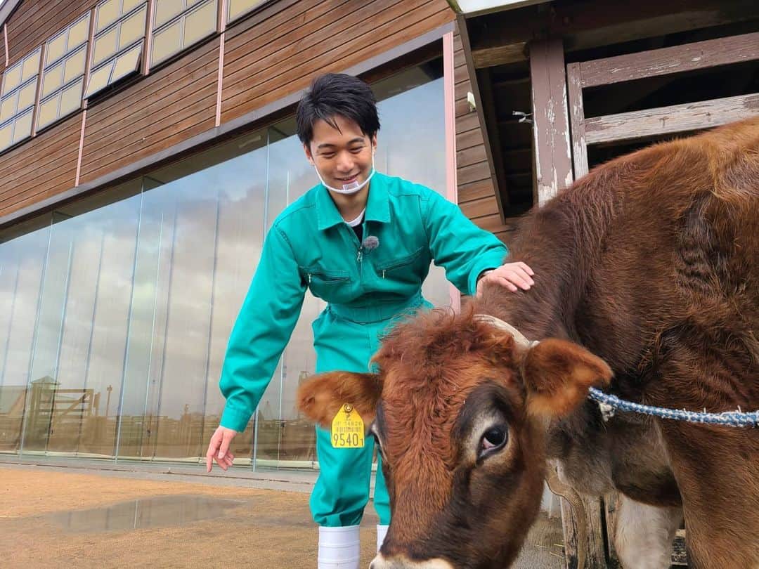 フジテレビアナウンサーのインスタグラム：「こんにちは、1年目の德田聡一朗です。 めざましテレビで火・金曜日に放送中の企画、 「激カワアニマル奇跡の瞬間生中継」 先週は千葉県マザー牧場から、ジャージー牛のティノくん(1歳)と、16羽のアヒルさんたちをご紹介しました！  私は牛が大好きで、牧場から生中継をするのがアナウンサーとしての夢のひとつでしたので、今回それが叶って本当に嬉しかったです！大興奮でした！！  ティノくんとは中継が始まる前から触れ合っていたのですが、ずっと私の服をハミハミしていました(笑) ジャージーは好奇心旺盛な性格だと言われていますが、飼育員の方のお話によるとティノくんは特に人懐っこい子だそうで、何度も頭をスリスリしてくるのがたまらなかったです😂  アヒルさんたちは鈴を鳴らすと全力ダッシュで私の方に向かってきてくれまして、一生懸命おしりをフリフリしていました(笑) 当日の中継ではお見せできませんでしたが、鈴を持って歩くと私の後ろをトコトコとついてくる姿がとても愛らしかったです。  マザー牧場、個人的に遊びに来たこともあったのですが、やはり何度来ても動物たちにとても癒されます！ちなみに、私はこちらの牧場で開催しているシープショーが大好きです。アクロバティックな羊ちゃんたちが見られます😃  次はどんな動物たちに会えるのか…とても楽しみです。 同期の渡邊アナ共々頑張りますので、是非見ていただけると幸いです！  #フジテレビアナウンサー #德田聡一朗 #早起きは三文の德だ」