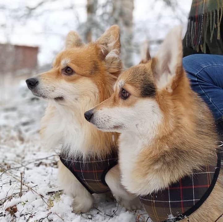 Barbour Japanのインスタグラム