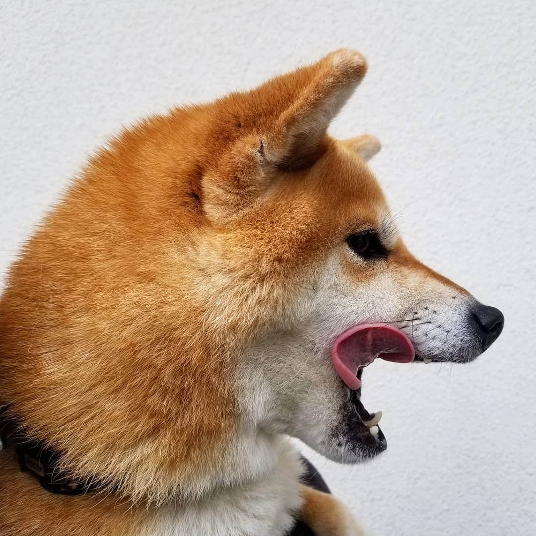 柴犬たま Shibainu Tamaのインスタグラム