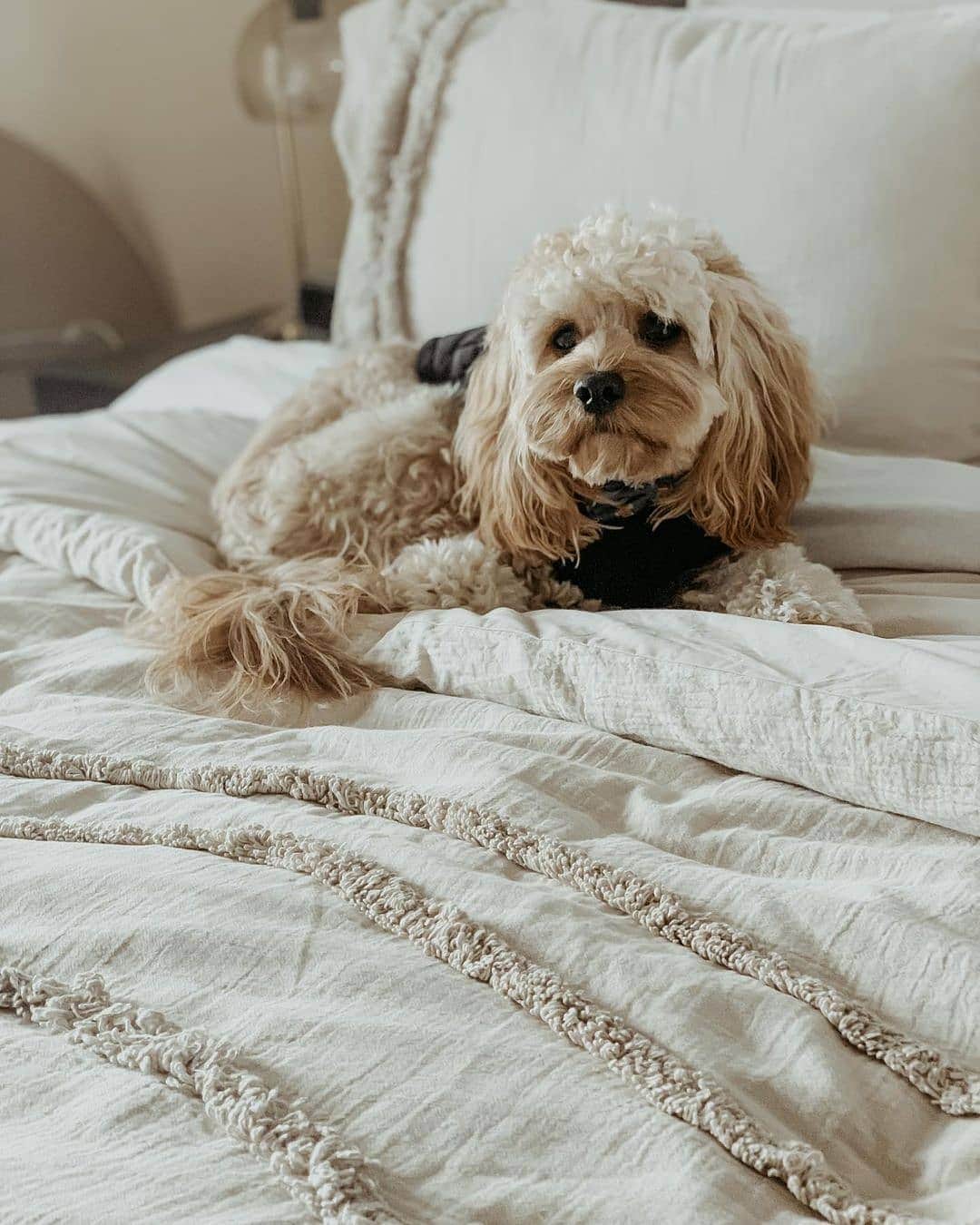 Target Australiaさんのインスタグラム写真 - (Target AustraliaInstagram)「Love your bed as much as @teddybear_thecavoodle? Great news - after flying off the shelves, our Zuri quilt cover set is back in stock! 🎯♥️ #targetaus #targetaushome」12月16日 18時39分 - targetaus