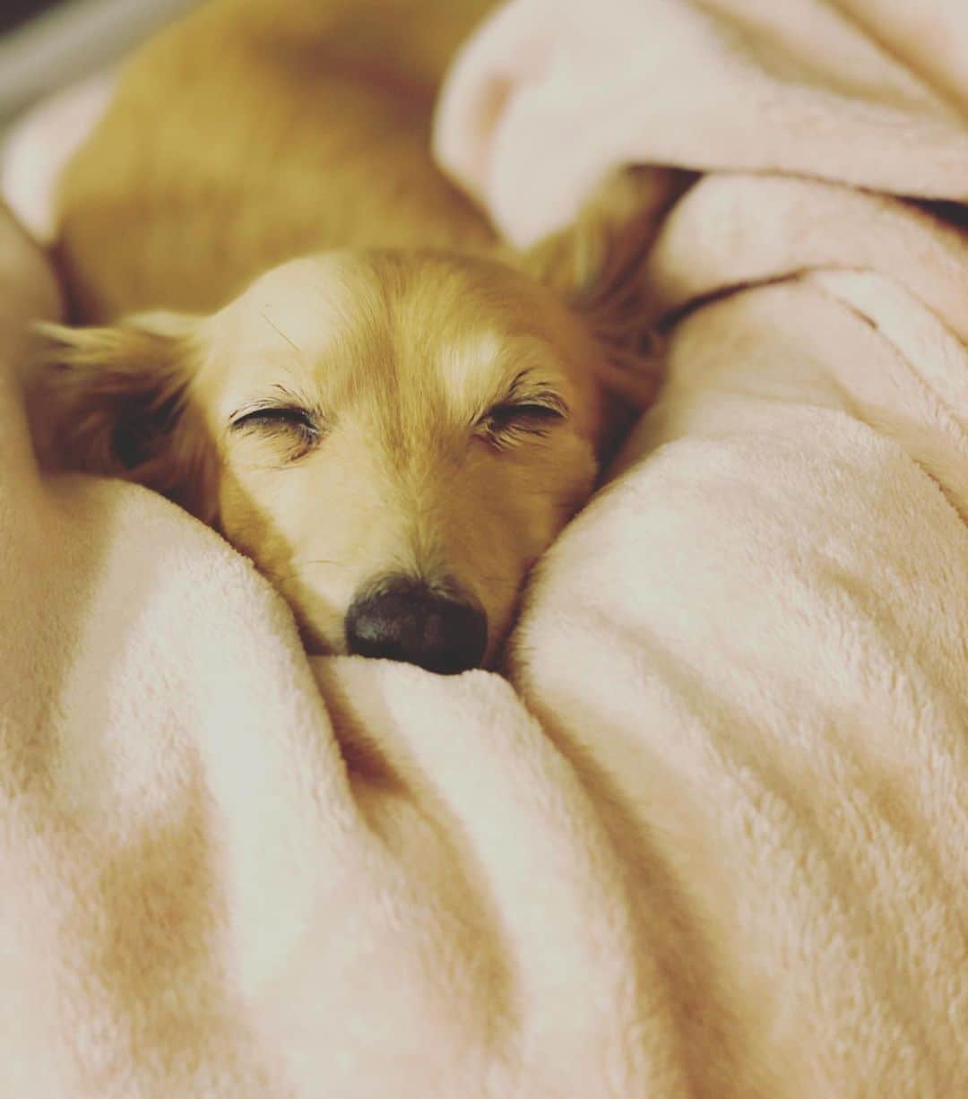 KUREIさんのインスタグラム写真 - (KUREIInstagram)「寝てるのに笑ってるみたい☺️ 寝てても起きててもいい夢を見てたいね🐶 its like she's smiling although she's sleeping☺️sweet dreams🎄  #愛犬 #ミニチュアダックス」12月16日 18時53分 - kimaguren_kurei