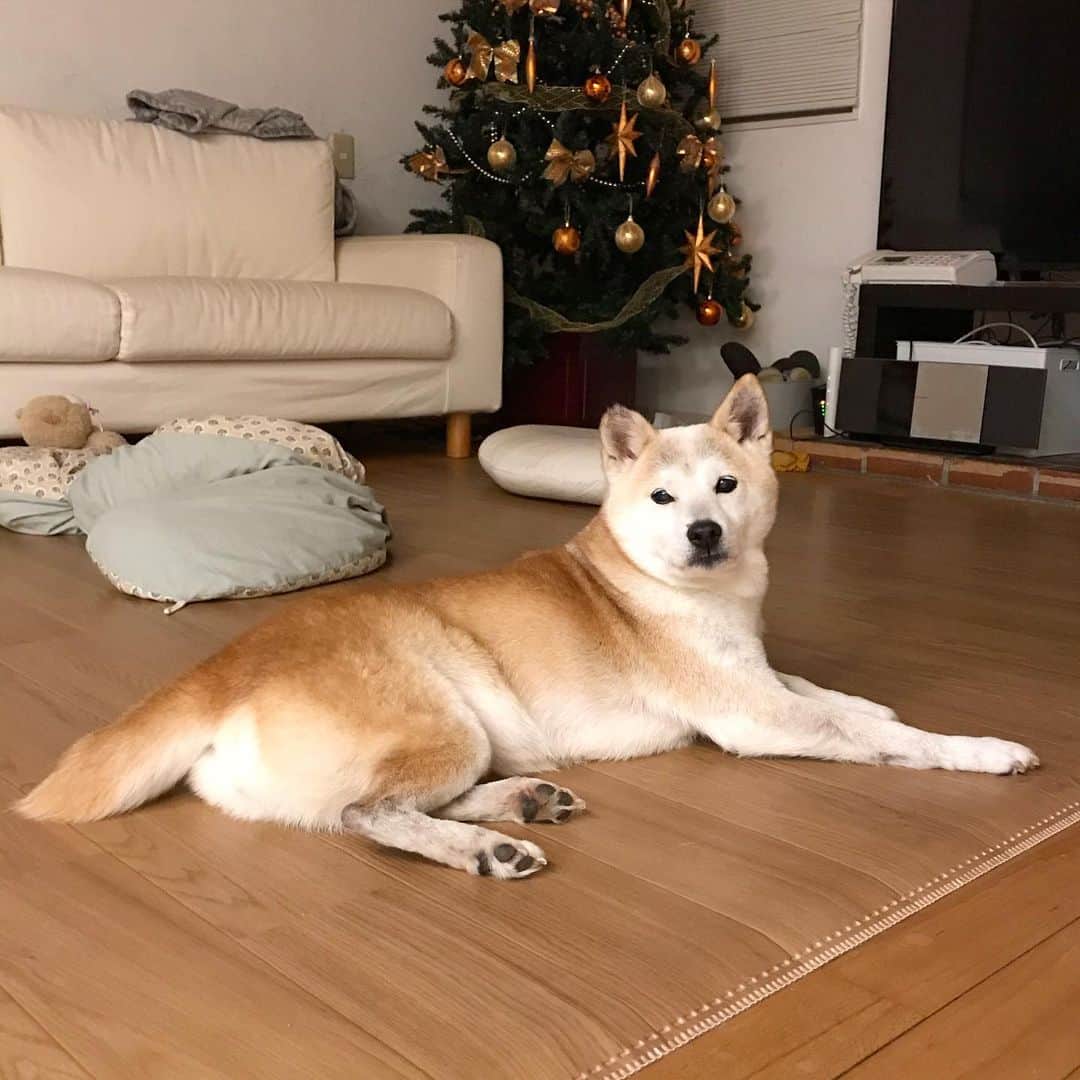 柴犬リリコのインスタグラム：「お外は寒〜いけどカーペットの上はヌクヌク♨️この場所は譲らないワンよ🐶 #かんたん床暖 #あめのみつかいの #霰」