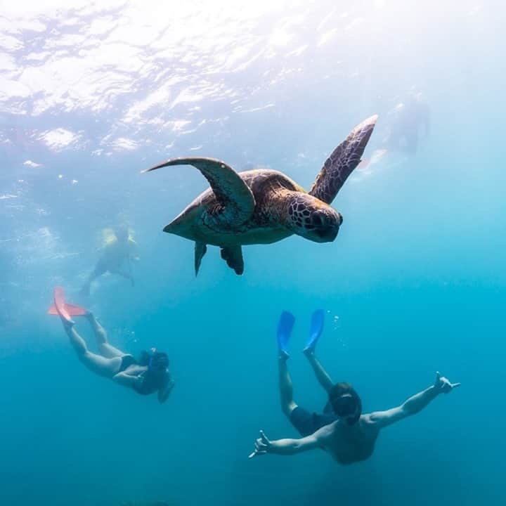 Australiaさんのインスタグラム写真 - (AustraliaInstagram)「This turtle clearly digs selfies as much as @jamesunsworth93 does! 😜 The crew nailed the timing to capture this fabulous underwater snap in the @whitsundaysqld 🐢 Six out of the seven species of sea turtles in Australia call the @gbrmarinepark and the #Whitsundays home, so there’s no better place to experience these fascinating creatures up close. Take a scuba tour with @oceanrafting, @masterreefguides, @reefsafaridiveandphoto or @sailingwhitsundays to get the best out of your @queensland diving experience. Once your back on dry land, be sure to visit the famous #WhitehavenBeach, #CrayfishBeach on #HookIsland, and #LangfordIsland. #seeaustralia #holidayherethisyear #thisisqueensland #lovewhitsundays #GreatBarrierReef」12月16日 19時00分 - australia