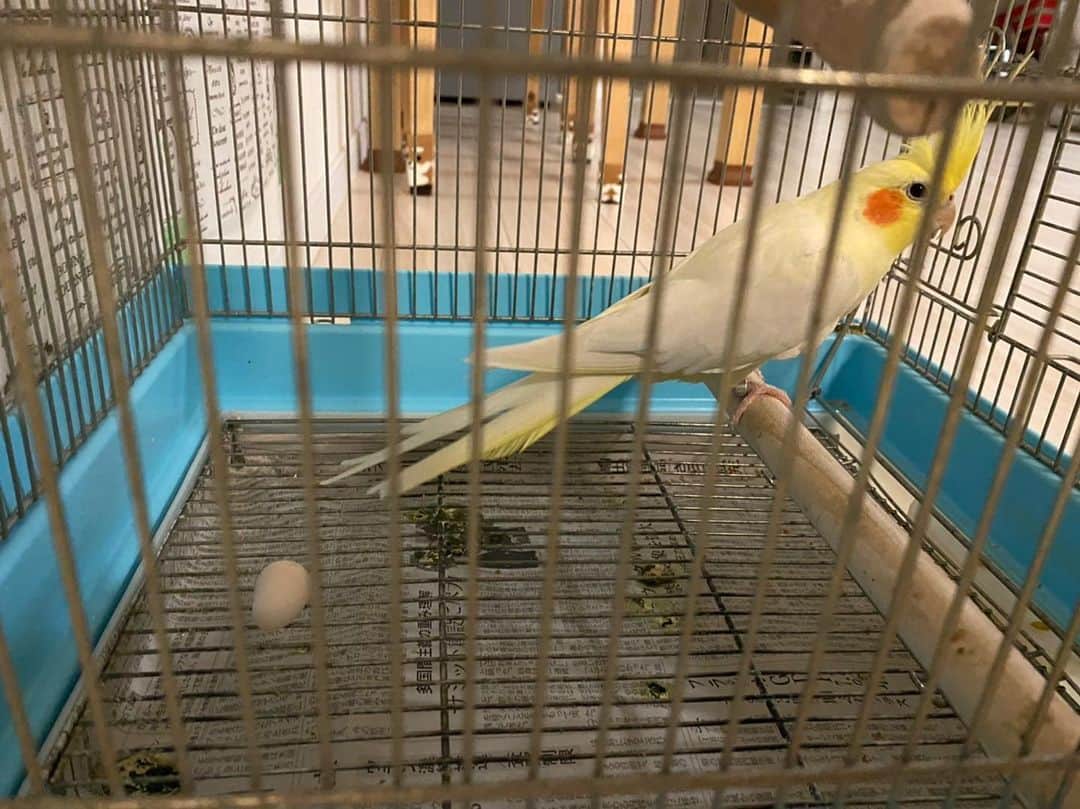 オザ兵長【公式】 のインスタグラム：「なんて事だ… 7年目で初めてオザが卵を産んでしまった…。 子どもは卵からおもちゃが出てくると思っているらしく、オザ、卵産んでくれてありがとうとか言ってる💧  #オカメインコ #cockatiel #インコ #鳥 #bird #Parakeet #兵長 #オザ兵長」