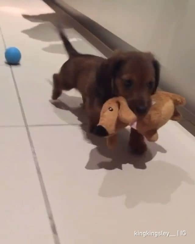 のインスタグラム：「Tough choice! - 📹 @kingkingsley__ - #barked #dog #doggo #puppy #pupper #Dachshund #DachshundPuppy」