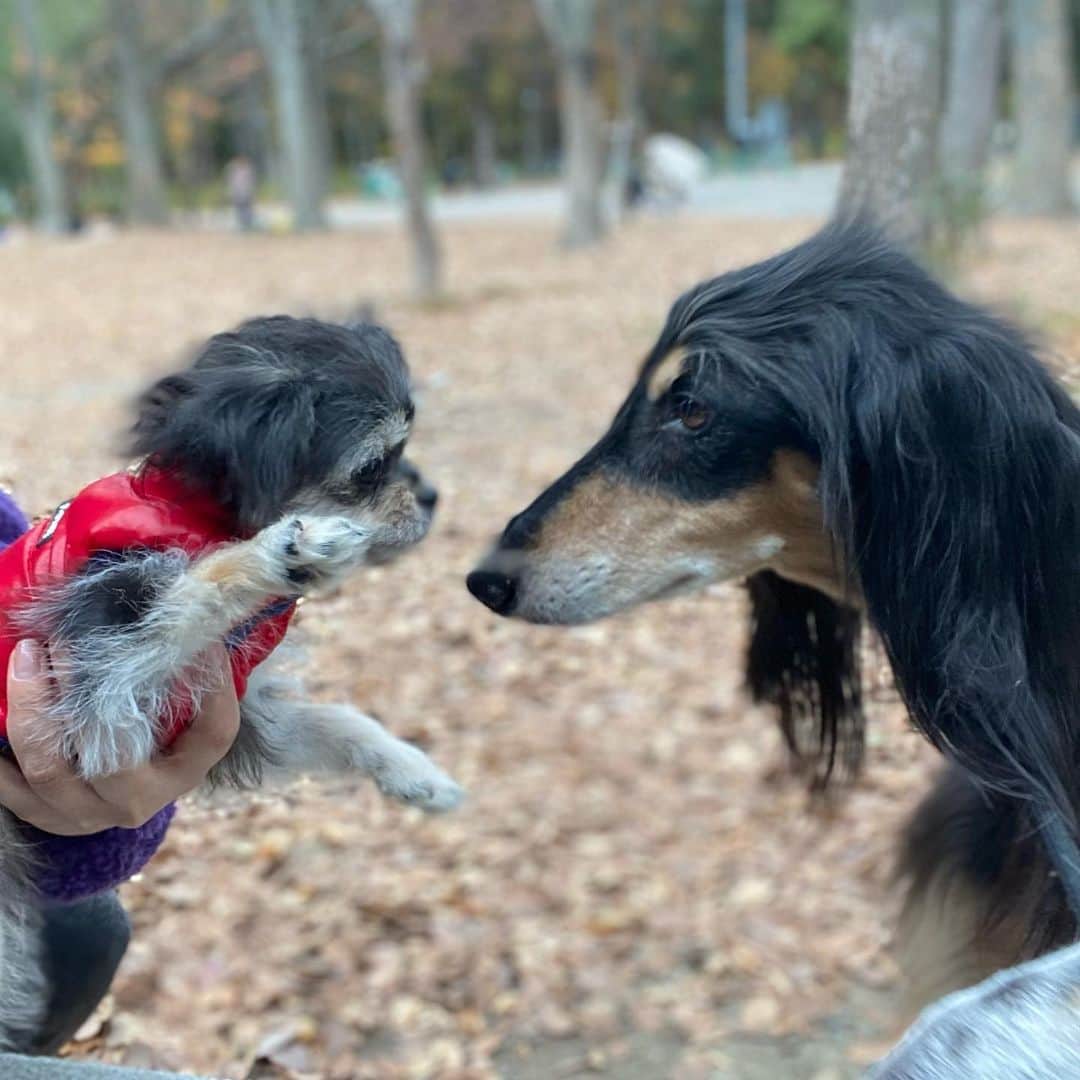 半田あかりさんのインスタグラム写真 - (半田あかりInstagram)「ドッグランデビューしてきました☺️  沢山の子供達、カップル、に沢山声をかけられて😳嬉しそうにしてたひじき🎀  大きなボルゾイって犬さんとも仲良くなってました😂👏✨✨  老若男女、犬にも、皆んなに優しい ひじき😭良い子でいてくれて、嬉しいよ！！！✨✨  #ドッグランデビュー#ドッグラン#大阪城公園カフェ #ひじき#チワプー」12月16日 19時09分 - handaakari