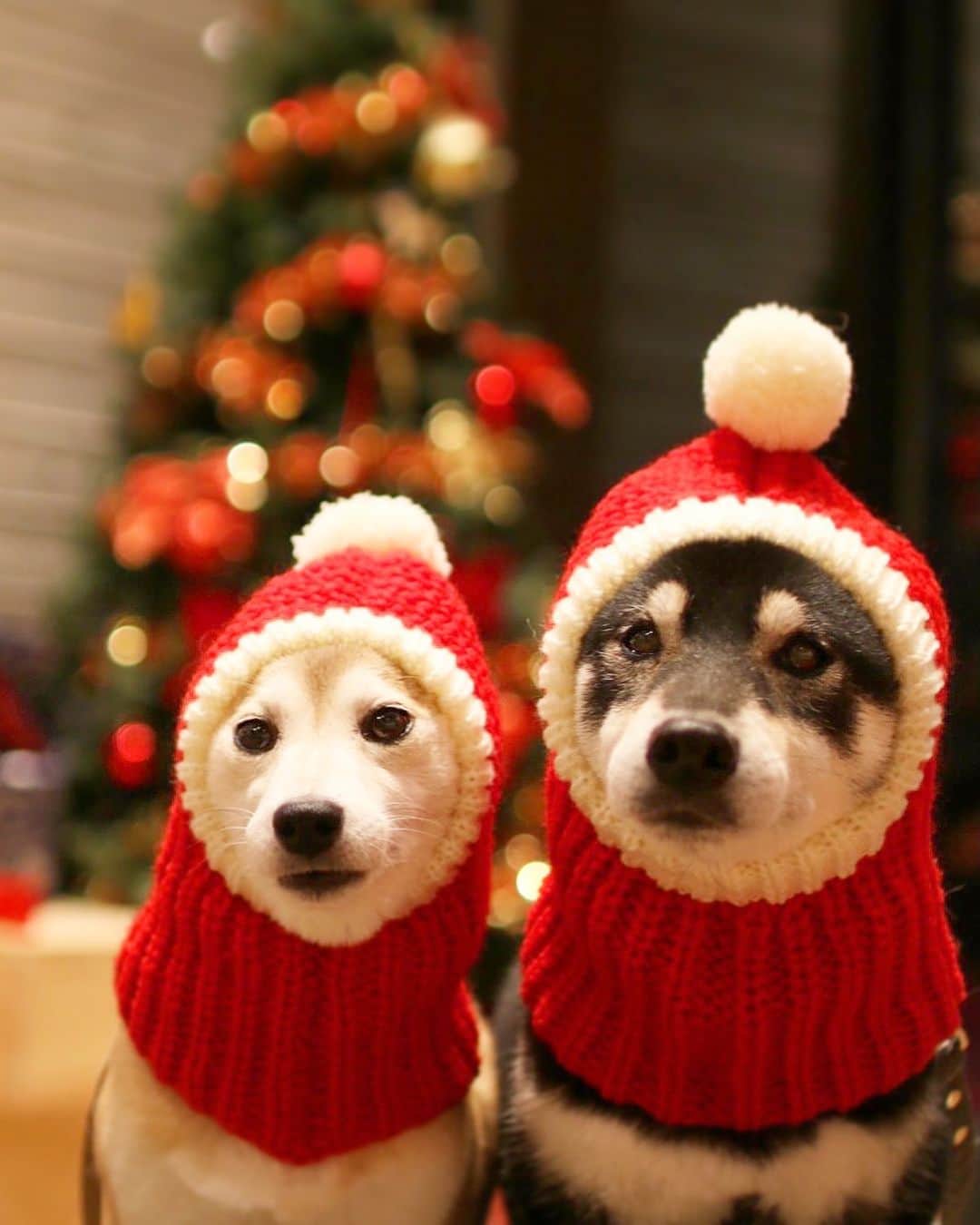 柴犬 けんしろう ゆりあのインスタグラム：「🎅🎅  あ〜寒い〜 ついに冬本番ですね〜❄  けんゆりみたいに耳とか手とか ありとあらゆるところを防寒して(笑) あったかくしてお過ごし下さいね❤️ . . けんちゃんのガクおじさん化の件ですが 富山の姉に言わせると ガクおじさんはあんなもんじゃないそうです🤣  ･･･たしかに🤣🤣 けんちゃんまだまだ伸びしろあるって(笑) . . Location:Nagano (けんゆりおもひで冬photo⛄️より)」