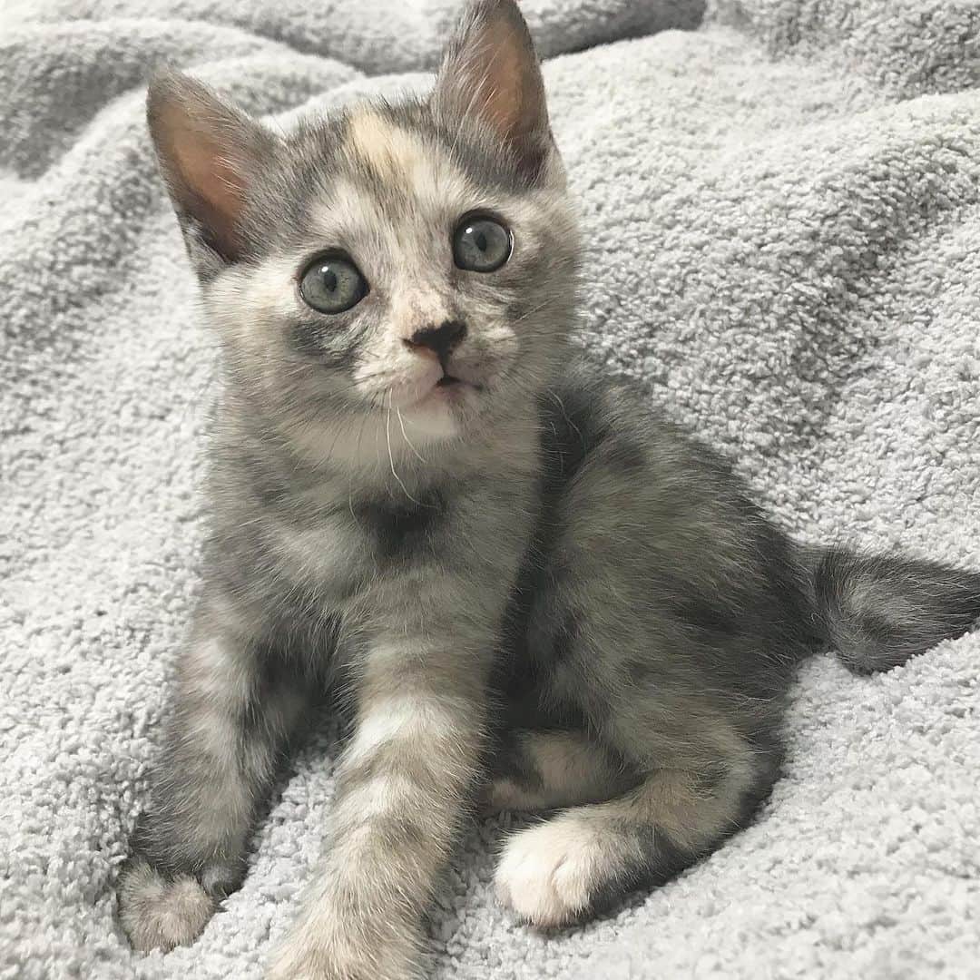 吉田友利恵のインスタグラム：「🥺 よく見返す幼きいくら。 #いくら🐾」