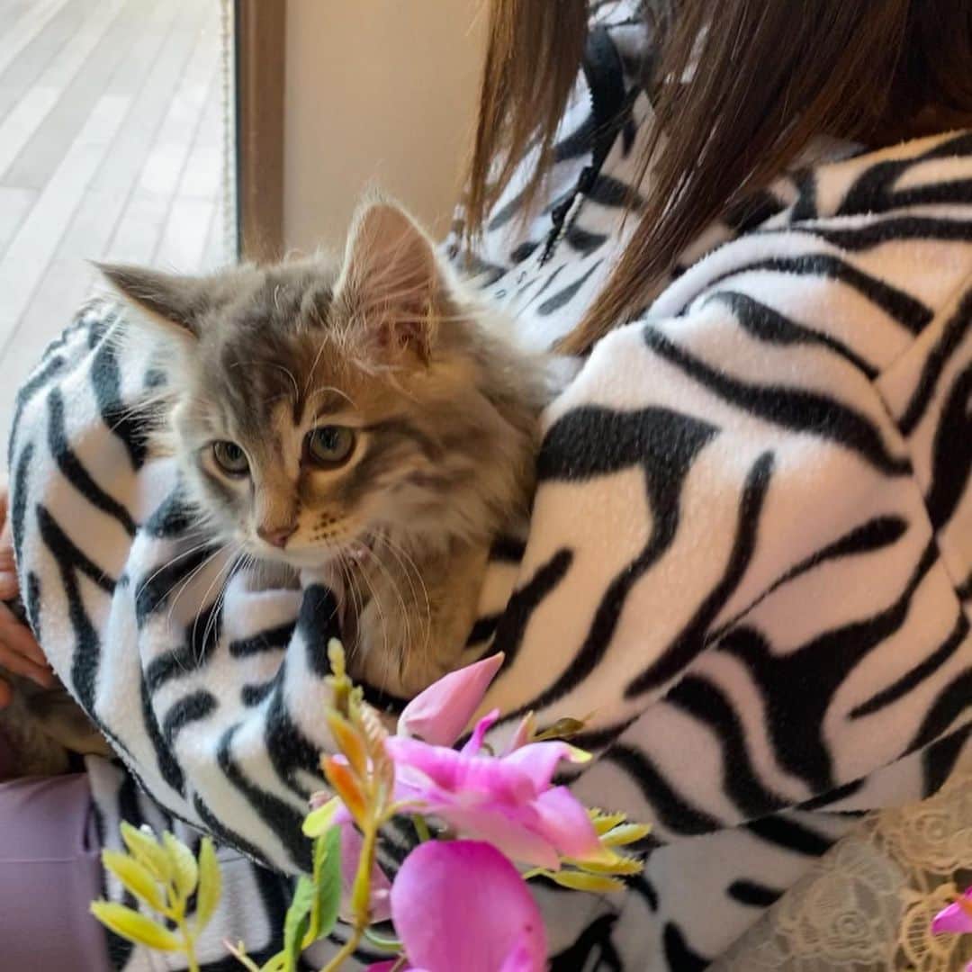 のインスタグラム：「. . 今日は、美人猫姉妹に会いに行って来ました😊💕. . . すっかり落ち着いて、シャーシャー💢言っていたのが嘘のようでした💕💕. . . 長毛ちゃんが、ララちゃん❤️. . 短毛ちゃんが、キキちゃん❤️になったようです。. . . 引き渡し当初、小学生のこれまた美人姉妹にはシャーシャー💢言っていましたが、今ではスッカリ仲良しになっているようです❤️❤️ . . 間違いなく、幸せになってくれるずっとのおウチでした❤️❤️. . .  #ネコ#シマホネコダスケ#シマホレスキュー #にゃんパシャコンテスト #オールウェル #ねこ#猫#ねこすたぐらむ #にゃんこ #にゃんすたぐらむ#猫好きな人と繋がりたい #保護猫 #ねこちゃんホンポ#子猫 #ペコねこ部#nyancon01#catsofinstagram  #catstagram#cats_of_instagram#kittycat #bestmeow#meow#cutepetclubs#club_of_cats#kitty」