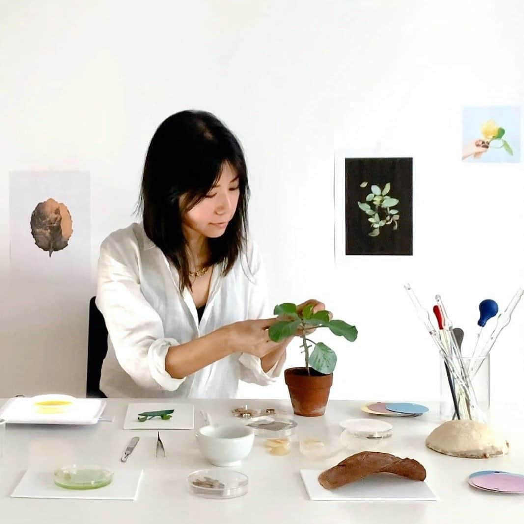 清水陽子さんのインスタグラム写真 - (清水陽子Instagram)「Preparation of plants and biomaterials for my bioart exhibition at the Museum of Contemporary Art Tokyo🧫✨✨ #bioart #biodesign #biology #biochemistry #chemistry #photosynthegraph ##photosynthesis #art #science #MOT #東京都現代美術館 #透明な力たち」12月17日 6時07分 - yokoshimizuart