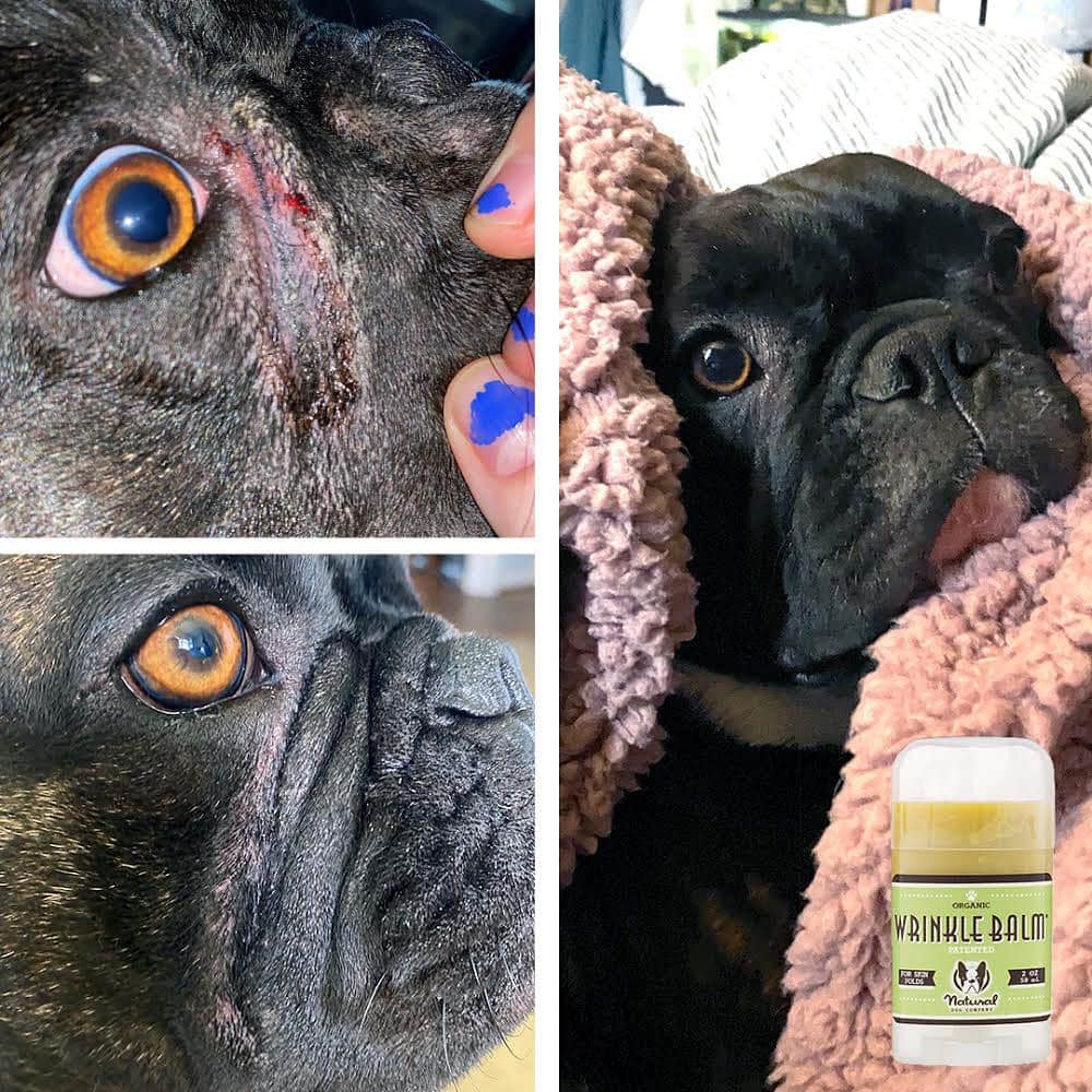Regeneratti&Oliveira Kennelのインスタグラム：「We love our wrinkled pups…but sometimes those wrinkles can get pretty funky. Deep skin folds trap moisture and bacteria…causing irritation, infection and stinky odor. All-natural #WrinkleBalm is a patented balm that is specifically designed to treat and prevent skin fold issues – keeping our pups fresh and happy. . ⭐ SAVE 20% off @naturaldogcompany with code JMARCOZ at NaturalDog.com  worldwide shipping  ad 📷: @grahamstewie . . . . . #frenchiepetsupply #frenchiesofinsta #pugsofinsta #frenchbulldog #frenchiesofinstagram #pug #frenchies #reversibleharness #frenchiehoodie #thedodo #frenchieharness #dogclothes #dogharness #frenchiegram #dogsbeingbasic #frenchieoftheday #instafrenchie #bulldogs #dogstagram #frenchievideo #cutepetclub #bestwoof #frenchies1 #ruffpost #bostonterrier #bostonsofig #animalonearth #dog」