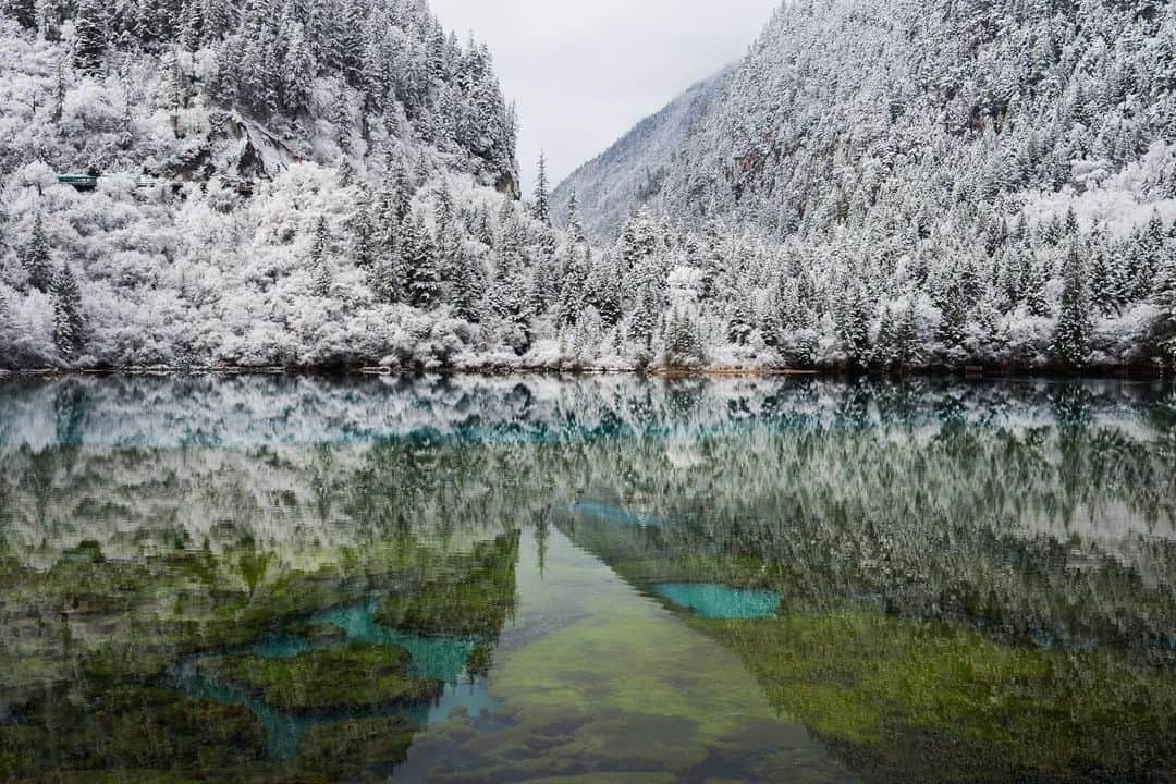 Michael Yamashitaさんのインスタグラム写真 - (Michael YamashitaInstagram)「Winter wonderland, Jiuzhaigou National Park: photographers luck to catch a rare heavy snow fall, and all melted by noon. It was in Jiuzhaigou - China’s most popular and remote - national park, I first heard of the ancient trade route, the Chamagudao, or Tea Horse Road, which began over 2500 years ago when Chinese merchants started trading tea to Tibetans in exchange for horses. Part of the network of roads still winds through Jiuzhaigou today.   From the new edition of SHANGRI-LA [ALONG THE TEA ROAD TO LHASA]. Available where books are sold. @yamashitaphoto #Sichuan #JiuzhaigouValley #JiuzhaiValley #Jiuzhaigou #teahorseroad #chamagudao #ShangriLa」12月17日 6時52分 - yamashitaphoto