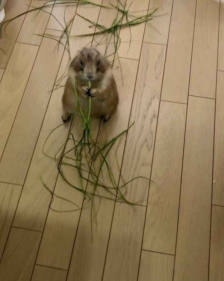 ikaoのインスタグラム：「くんた。Kunta. イタリアンライグラス🌱 普段は乾燥牧草を与えていますが たまには生牧草🌱 スワイプしてね👉🏻 齧ってるだけで 食べてないんじゃないか🤔疑惑😂 #prairiedog #プレーリードッグ #ふわもこ部」