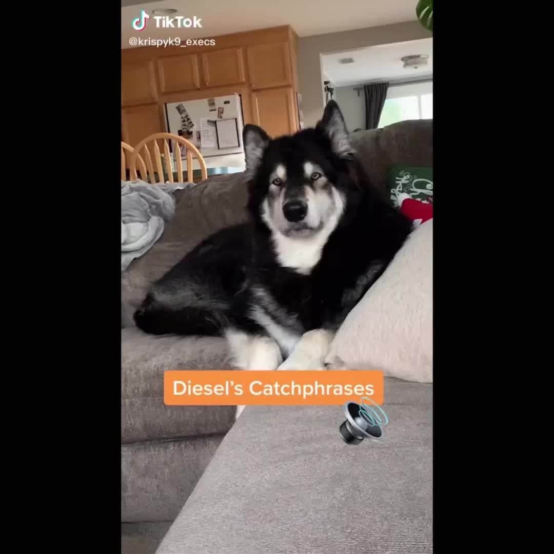 BarkBoxのインスタグラム：「OBSESSED WITH DIESEL'S TALKING BYE⁠ @krispy_k9_clothing」