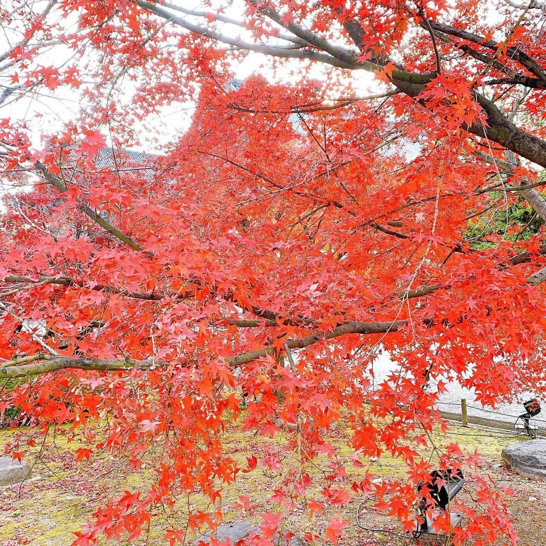 唐沢美帆さんのインスタグラム写真 - (唐沢美帆Instagram)「🍁 _ 「京Premium Live 2020」 早朝や夕方の人のいない時間を狙って観光をしてきました。毎年恒例になっていた京都旅行ですが、今年は例年とは違う景色を味わえました。 _ 静寂の深さを感じた旅。 皆様にも少しだけお裾分け。 _ #東寺 #紅葉 #京都 #京都観光 #kyoto #japan #TRUEさん #唐沢美帆 #kyotojapan #kyototrip #kyototravel #京PL2020 #京プレ #京プレミアムライブ #anime #anisong #アニメソング」12月16日 22時37分 - miho_karasawa