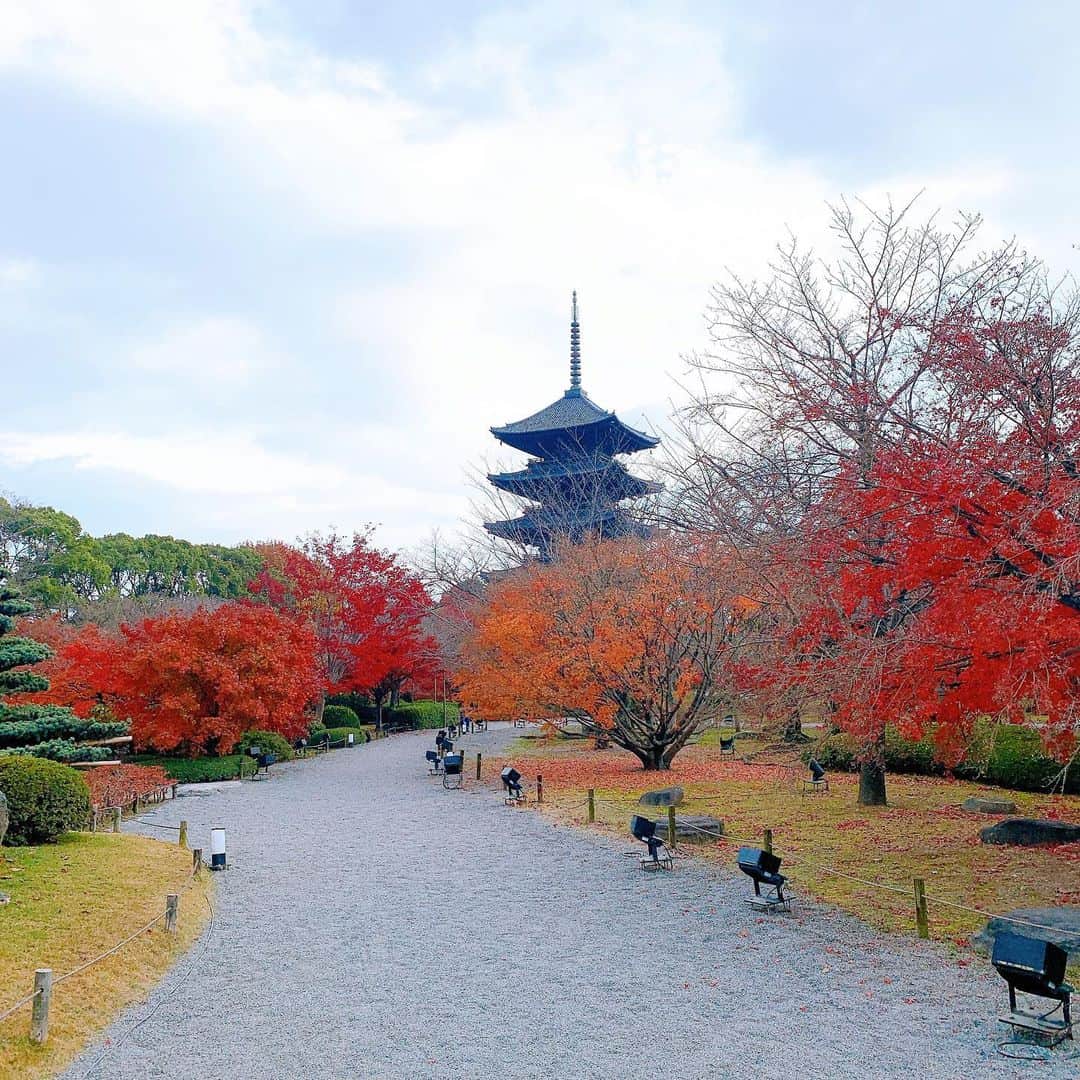 唐沢美帆さんのインスタグラム写真 - (唐沢美帆Instagram)「🍁 _ 「京Premium Live 2020」 早朝や夕方の人のいない時間を狙って観光をしてきました。毎年恒例になっていた京都旅行ですが、今年は例年とは違う景色を味わえました。 _ 静寂の深さを感じた旅。 皆様にも少しだけお裾分け。 _ #東寺 #紅葉 #京都 #京都観光 #kyoto #japan #TRUEさん #唐沢美帆 #kyotojapan #kyototrip #kyototravel #京PL2020 #京プレ #京プレミアムライブ #anime #anisong #アニメソング」12月16日 22時37分 - miho_karasawa