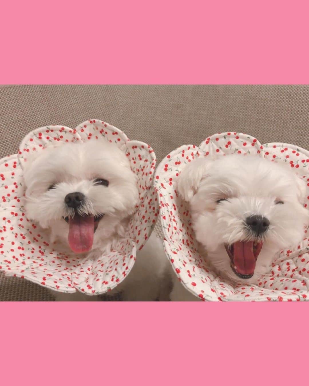 おかゆ & おもちさんのインスタグラム写真 - (おかゆ & おもちInstagram)「...🐶🌸🐶🌼..・.♫ . . お花エリカラを新調しました😊 . チェリー柄🍒が可愛い〜😍 . . @ohanaerikara さん、ありがとうございました🙇🏻‍♀️💕 . . それにしても、ふたりとも嬉しそうやね〜☺️もっちゃん、顎はずれそうなくらい笑ってるやん😆😂 . . .  ❤︎ . . . #maltese #malteseofinstagram #happydog #dogsmile #doglove #doglover #dogstagram #instadog #lovedogs #ilovemydog #cutedog #dogoftheday #말티즈 #馬爾濟斯 . #okayusan #マルチーズ #犬バカ部 #白い犬 #わんこ #犬のいる暮らし #エブリドッグ  #みんなのわんこ #わんこと暮らす幸せ #マルチーズ好き #奈良犬  #鼻ぺちゃ #お花エリカラ #笑顔 #スマイル #増毛計画」12月16日 22時30分 - okayuchan0421