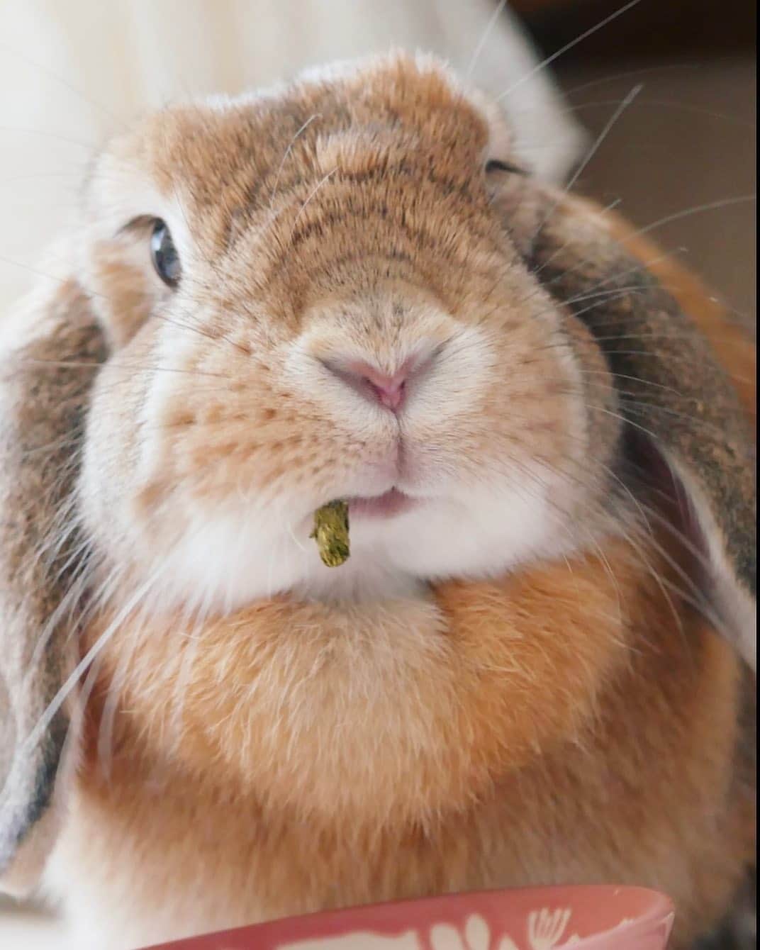 usagraphのインスタグラム：「うみゃし♡  マフマフふっくらミーチャ☺️ ＊ ＊ ＊ #うさぎ　#rabbit #bunny #ふわもこ部  #WeeklyFluff #igersjp  #tokyocameraclub #東京カメラ部  #神戸カメラ部  #bunnystagram  #うさぎ部 #ホーランドロップ #hollandlop  #ファインダー越しの私の世界 #art_of_japan #myfujilove  #今日もx日和」