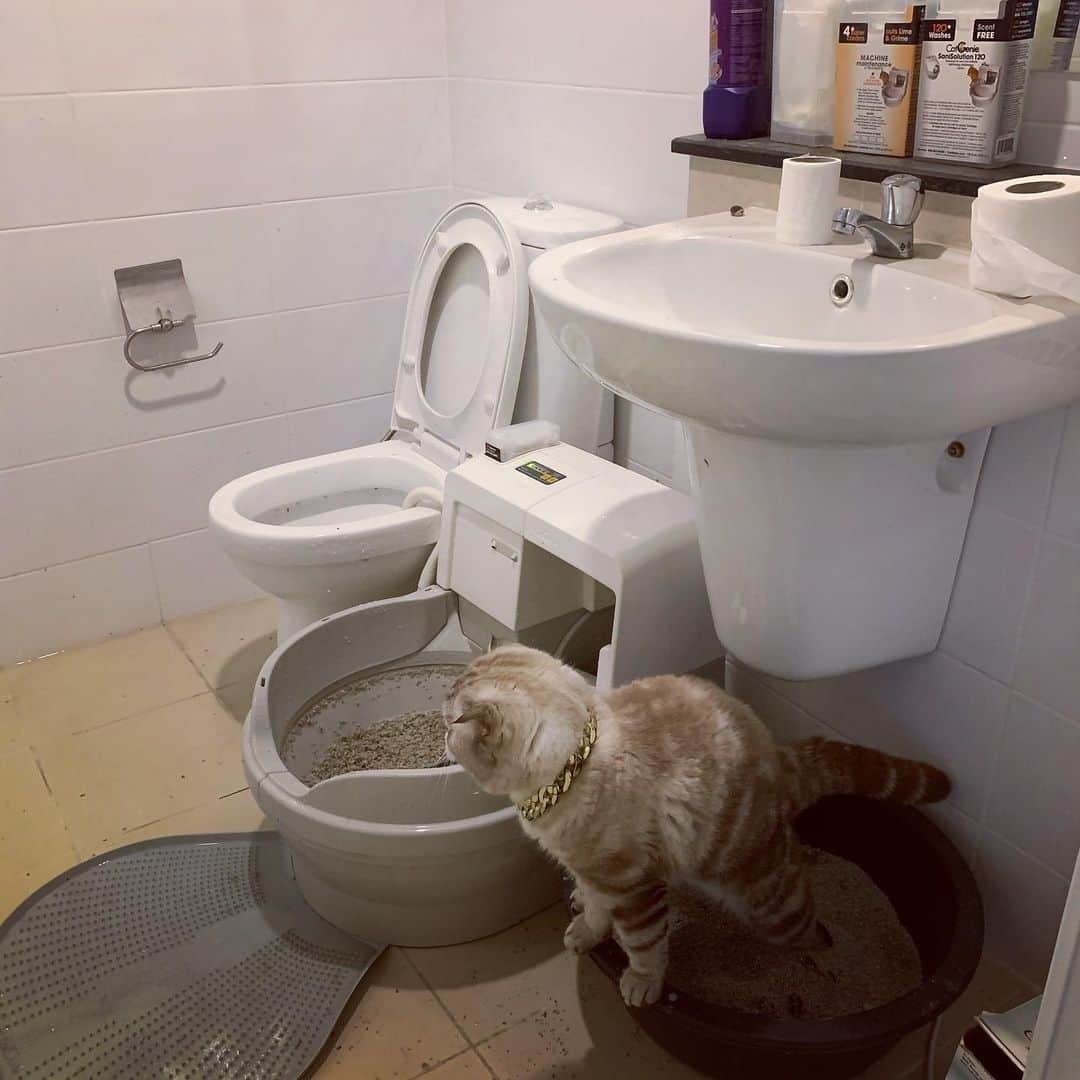Chepoのインスタグラム：「ห้องน้ำอัตโนแมวไม่ว่าง ใช้ส้วมกระถางไปก่อน รอมันล้างเสร็จก็สักพักนึง แมวไหนจะไหวกูไม่ไหว ไม่อยากขี้ขมิบตัด」