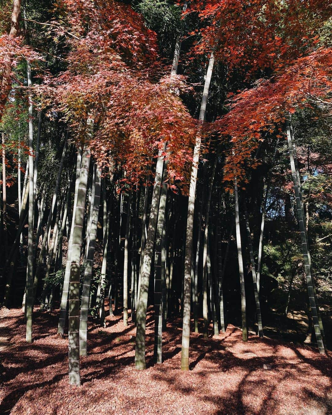 永田杏奈さんのインスタグラム写真 - (永田杏奈Instagram)「・ 冬桜、苔と紅葉の緑と赤のコントラストがとっても綺麗だった西芳寺。　  完全予約制なので、例年ここは紅葉のベストシーズンは中々予約が取れないみたいだけど見れて良かった🍁😌 最後の写真、京都御所も神々しい空気が流れててパワーを頂きました。  #京都旅行 #西芳寺 #苔寺 #京都御所 #annastrip📍」12月16日 23時09分 - annanagata