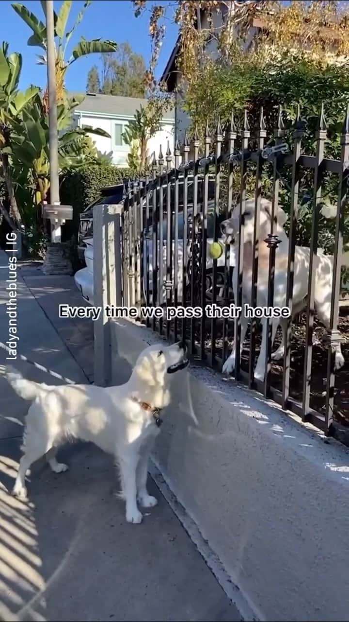 のインスタグラム：「Sharing is caring 💛 📹 @ladyandtheblues - Want to get featured like them? Join “The Barked Club” on FACEBOOK and post something now! 👉 barked.com - #TheBarkedClub #barked #dog #doggo #GoldenRetriever」