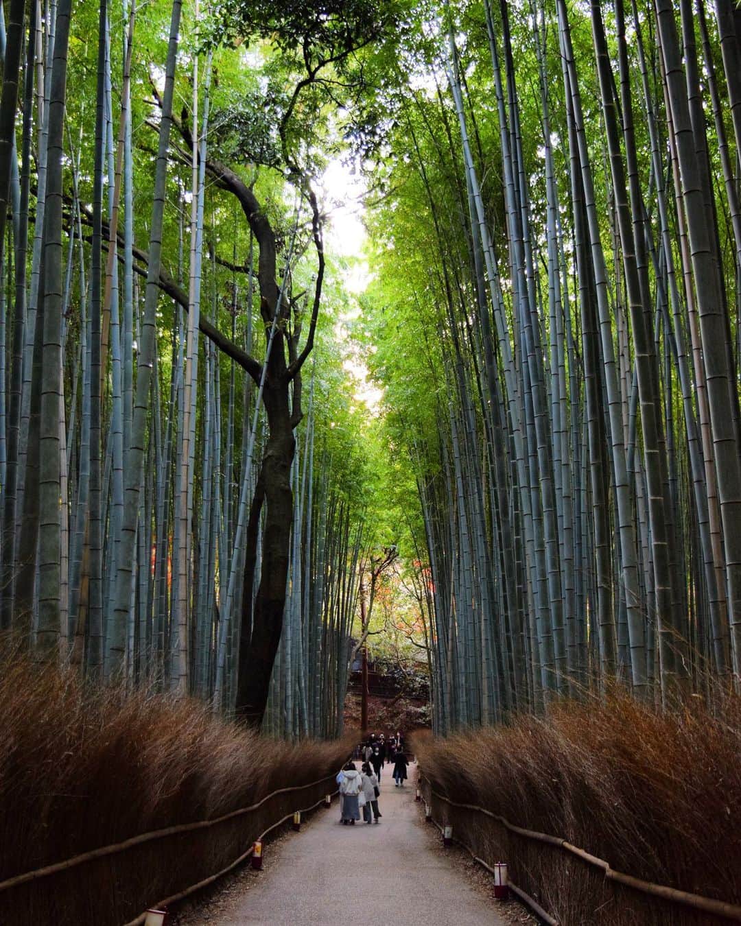 ジョサイア・ハーリーのインスタグラム：「Jailbreak... #kyoto #bambooforest #arashiyamabambooforest #travelgram #japantravel」
