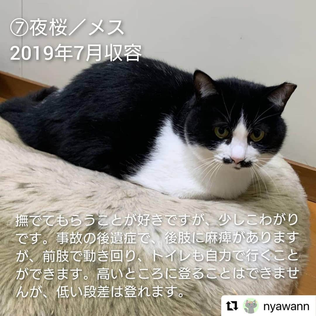 亜生さんのインスタグラム写真 - (亜生Instagram)「リポストです！  #Repost @nyawann with @make_repost ・・・ 熊本市動物愛護センターの猫たちに、命の期限が迫っています。  19日(土)に開催される譲渡会の結果が運命を分けることになります。 12月9日現在の猫の収容数は60匹。 （うち1匹はチーム一時保護中） そこから半数の30匹に行き先を探さねばなりません。 ※処分対象の猫は現時点では決まっていません  新しい家族として迎えて下さるご家族、そして保護から譲渡まで一手に引き受けて下さるボランティアさま。 どうか1つでも多くの命を救って頂けないでしょうか🙇  ブログ『にゃわん奮闘記』に、60匹の猫たちをご紹介しています。 どうぞご覧ください❗  「にゃわん」で検索してください🙇 もしくは、インスタアカウントトップにあるURLからお願いします。  ⑤しゅう　オス 2018年3月収容  ⑥バース　オス 2018年12月収容 活発な性格で、おもちゃで遊ぶことが好きです。 猫が好きで、他の猫とじゃれて遊んでいるときはとても嬉しそうですが、人に対してはまだ馴れておらず、ご飯を食べているときしか触らせてくれません。 時間をかけて慣れさせる必要があります。  ・相性の合うご家庭 猫が好きなので、猫を飼っているご家庭や、人になれた猫と一緒に飼うとなれやすいと思います。  ⑦夜桜　メス 2019年7月収容 撫でてもらうことが好きで、撫でるとお返しにペロペロと舐めてくれるところがかわいいです。 少しこわがりなので、はじめての人には威嚇してしまうこともあります。 事故の後遺症で、後肢に麻痺がありますが、前肢で動き回り、 トイレも自力で行くことができます。 高いところに登ることはできませんが、低い段差には登ることができ、クッションや猫ベットの上でくつろぐことが好きです。  ・相性の合うご家庭 控え目な猫を飼いたい方におすすめです。 また、後肢を擦って動くため、床に物が少ないご家庭が望ましく、高いところに猫が登ってほしくないご家庭にも向いています。  ⑧湊（そう）　オス 2019年9月収容 人が大好きで、構ってほしいと大きな声でアピールします。 撫でてもらうとお腹を見せてゴロゴロ甘えるところがかわいらしいです。 下半身麻痺があり、排尿の介助が必要ですが、前足で元気いっぱいに走りまわります。  ・相性の合うご家庭 排尿の介助で必要なので、こまめなケアができる方に向いています。  ⑨ぼんぞう　オス 2019年12月収容 人が大好きでいつも全力で甘えてきます。 人見知りもなく、とにかくマイペースで、抱っこも好きです。 ご飯も大好きですので、食べすぎに注意してあげてください。 去勢手術済みです。  ・相性の合うご家庭 とても寂しがり屋で甘えん坊ですので、しっかりとこの子に時間をかけられるご家庭向きです。  ⑩もみじ　メス 2020年1月収容 事故により収容された時に下半身が麻痺していましたが、徐々に感覚を取り戻し力は弱いものの歩くことができます。 排泄の感覚が戻っていないため、排泄が漏れ出ているそうです。 加えて怖がりな性格なので譲渡のハードルがかなり高く心配しています。  ⑪でぃだ　オス 2020年1月収容 人が大好きでいつも全力で甘えてきます。 人見知りもなく、抱っこもできます。 また、他の子のごはんを狙いにいくほど食いしん坊で、ゴロゴロ寝転ぶことも好きです。 猫エイズ陽性で、事故の後遺症から口蓋裂があるので、体調管理をしっかり行う必要があります。  ・相性の合うご家庭 甘えん坊なので猫としっかり触れ合いたいご家庭向きです。 また、病気の治療にもご理解のある方がよいでしょう。  右眼の眼球は小さい子です  ⑫カブ　メス 2020年5月収容 下半身麻痺で圧迫排泄が必要です。怖がりでご飯の時間以外はアピールしないそうです。 （攻撃性はなくフリーズする性格）  ⑭りあ　メス 2020年12月収容 推定生後半年前後 エイズ・白血病ともに陰性  後肢の怪我によると思われる極度の貧血により、当団体で一時保護し現在は貧血の数値も正常となりました。 後肢の腫れがありますので抗生剤を投薬しながら経過観察中。 控え目に静かに甘えるじわじわ癒し系です。  ※市のセンターのHPに掲載されていない子たちは 　譲渡対象外となっている＝危険という解釈のヒントになると思います  ーーーーーーーーーーーーーーーーーーー  ⚠️⚠️センターへの問い合わせは新しい飼い主希望の方のみお願いします🙇 苦情やその他の電話はどうぞお控えください⚠️⚠️  #猫#ねこ#ネコ#cat#保護#保護猫#にゃわん奮闘記#にゃわん#チームにゃわん#猫ボランティア#飼い主様募集中#新しい家族募集中#熊本#熊本市動物愛護センター#助けてください#拡散希望#多頭崩壊#多頭飼養崩壊」12月16日 23時54分 - aseihurricane