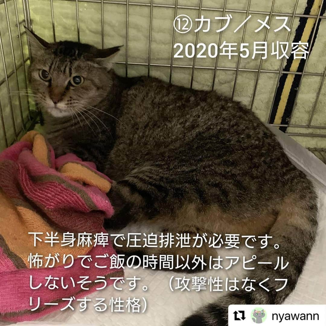 亜生さんのインスタグラム写真 - (亜生Instagram)「リポストです！  #Repost @nyawann with @make_repost ・・・ 熊本市動物愛護センターの猫たちに、命の期限が迫っています。  19日(土)に開催される譲渡会の結果が運命を分けることになります。 12月9日現在の猫の収容数は60匹。 （うち1匹はチーム一時保護中） そこから半数の30匹に行き先を探さねばなりません。 ※処分対象の猫は現時点では決まっていません  新しい家族として迎えて下さるご家族、そして保護から譲渡まで一手に引き受けて下さるボランティアさま。 どうか1つでも多くの命を救って頂けないでしょうか🙇  ブログ『にゃわん奮闘記』に、60匹の猫たちをご紹介しています。 どうぞご覧ください❗  「にゃわん」で検索してください🙇 もしくは、インスタアカウントトップにあるURLからお願いします。  ⑤しゅう　オス 2018年3月収容  ⑥バース　オス 2018年12月収容 活発な性格で、おもちゃで遊ぶことが好きです。 猫が好きで、他の猫とじゃれて遊んでいるときはとても嬉しそうですが、人に対してはまだ馴れておらず、ご飯を食べているときしか触らせてくれません。 時間をかけて慣れさせる必要があります。  ・相性の合うご家庭 猫が好きなので、猫を飼っているご家庭や、人になれた猫と一緒に飼うとなれやすいと思います。  ⑦夜桜　メス 2019年7月収容 撫でてもらうことが好きで、撫でるとお返しにペロペロと舐めてくれるところがかわいいです。 少しこわがりなので、はじめての人には威嚇してしまうこともあります。 事故の後遺症で、後肢に麻痺がありますが、前肢で動き回り、 トイレも自力で行くことができます。 高いところに登ることはできませんが、低い段差には登ることができ、クッションや猫ベットの上でくつろぐことが好きです。  ・相性の合うご家庭 控え目な猫を飼いたい方におすすめです。 また、後肢を擦って動くため、床に物が少ないご家庭が望ましく、高いところに猫が登ってほしくないご家庭にも向いています。  ⑧湊（そう）　オス 2019年9月収容 人が大好きで、構ってほしいと大きな声でアピールします。 撫でてもらうとお腹を見せてゴロゴロ甘えるところがかわいらしいです。 下半身麻痺があり、排尿の介助が必要ですが、前足で元気いっぱいに走りまわります。  ・相性の合うご家庭 排尿の介助で必要なので、こまめなケアができる方に向いています。  ⑨ぼんぞう　オス 2019年12月収容 人が大好きでいつも全力で甘えてきます。 人見知りもなく、とにかくマイペースで、抱っこも好きです。 ご飯も大好きですので、食べすぎに注意してあげてください。 去勢手術済みです。  ・相性の合うご家庭 とても寂しがり屋で甘えん坊ですので、しっかりとこの子に時間をかけられるご家庭向きです。  ⑩もみじ　メス 2020年1月収容 事故により収容された時に下半身が麻痺していましたが、徐々に感覚を取り戻し力は弱いものの歩くことができます。 排泄の感覚が戻っていないため、排泄が漏れ出ているそうです。 加えて怖がりな性格なので譲渡のハードルがかなり高く心配しています。  ⑪でぃだ　オス 2020年1月収容 人が大好きでいつも全力で甘えてきます。 人見知りもなく、抱っこもできます。 また、他の子のごはんを狙いにいくほど食いしん坊で、ゴロゴロ寝転ぶことも好きです。 猫エイズ陽性で、事故の後遺症から口蓋裂があるので、体調管理をしっかり行う必要があります。  ・相性の合うご家庭 甘えん坊なので猫としっかり触れ合いたいご家庭向きです。 また、病気の治療にもご理解のある方がよいでしょう。  右眼の眼球は小さい子です  ⑫カブ　メス 2020年5月収容 下半身麻痺で圧迫排泄が必要です。怖がりでご飯の時間以外はアピールしないそうです。 （攻撃性はなくフリーズする性格）  ⑭りあ　メス 2020年12月収容 推定生後半年前後 エイズ・白血病ともに陰性  後肢の怪我によると思われる極度の貧血により、当団体で一時保護し現在は貧血の数値も正常となりました。 後肢の腫れがありますので抗生剤を投薬しながら経過観察中。 控え目に静かに甘えるじわじわ癒し系です。  ※市のセンターのHPに掲載されていない子たちは 　譲渡対象外となっている＝危険という解釈のヒントになると思います  ーーーーーーーーーーーーーーーーーーー  ⚠️⚠️センターへの問い合わせは新しい飼い主希望の方のみお願いします🙇 苦情やその他の電話はどうぞお控えください⚠️⚠️  #猫#ねこ#ネコ#cat#保護#保護猫#にゃわん奮闘記#にゃわん#チームにゃわん#猫ボランティア#飼い主様募集中#新しい家族募集中#熊本#熊本市動物愛護センター#助けてください#拡散希望#多頭崩壊#多頭飼養崩壊」12月16日 23時54分 - aseihurricane