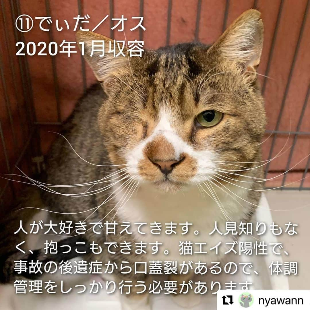 亜生さんのインスタグラム写真 - (亜生Instagram)「リポストです！  #Repost @nyawann with @make_repost ・・・ 熊本市動物愛護センターの猫たちに、命の期限が迫っています。  19日(土)に開催される譲渡会の結果が運命を分けることになります。 12月9日現在の猫の収容数は60匹。 （うち1匹はチーム一時保護中） そこから半数の30匹に行き先を探さねばなりません。 ※処分対象の猫は現時点では決まっていません  新しい家族として迎えて下さるご家族、そして保護から譲渡まで一手に引き受けて下さるボランティアさま。 どうか1つでも多くの命を救って頂けないでしょうか🙇  ブログ『にゃわん奮闘記』に、60匹の猫たちをご紹介しています。 どうぞご覧ください❗  「にゃわん」で検索してください🙇 もしくは、インスタアカウントトップにあるURLからお願いします。  ⑤しゅう　オス 2018年3月収容  ⑥バース　オス 2018年12月収容 活発な性格で、おもちゃで遊ぶことが好きです。 猫が好きで、他の猫とじゃれて遊んでいるときはとても嬉しそうですが、人に対してはまだ馴れておらず、ご飯を食べているときしか触らせてくれません。 時間をかけて慣れさせる必要があります。  ・相性の合うご家庭 猫が好きなので、猫を飼っているご家庭や、人になれた猫と一緒に飼うとなれやすいと思います。  ⑦夜桜　メス 2019年7月収容 撫でてもらうことが好きで、撫でるとお返しにペロペロと舐めてくれるところがかわいいです。 少しこわがりなので、はじめての人には威嚇してしまうこともあります。 事故の後遺症で、後肢に麻痺がありますが、前肢で動き回り、 トイレも自力で行くことができます。 高いところに登ることはできませんが、低い段差には登ることができ、クッションや猫ベットの上でくつろぐことが好きです。  ・相性の合うご家庭 控え目な猫を飼いたい方におすすめです。 また、後肢を擦って動くため、床に物が少ないご家庭が望ましく、高いところに猫が登ってほしくないご家庭にも向いています。  ⑧湊（そう）　オス 2019年9月収容 人が大好きで、構ってほしいと大きな声でアピールします。 撫でてもらうとお腹を見せてゴロゴロ甘えるところがかわいらしいです。 下半身麻痺があり、排尿の介助が必要ですが、前足で元気いっぱいに走りまわります。  ・相性の合うご家庭 排尿の介助で必要なので、こまめなケアができる方に向いています。  ⑨ぼんぞう　オス 2019年12月収容 人が大好きでいつも全力で甘えてきます。 人見知りもなく、とにかくマイペースで、抱っこも好きです。 ご飯も大好きですので、食べすぎに注意してあげてください。 去勢手術済みです。  ・相性の合うご家庭 とても寂しがり屋で甘えん坊ですので、しっかりとこの子に時間をかけられるご家庭向きです。  ⑩もみじ　メス 2020年1月収容 事故により収容された時に下半身が麻痺していましたが、徐々に感覚を取り戻し力は弱いものの歩くことができます。 排泄の感覚が戻っていないため、排泄が漏れ出ているそうです。 加えて怖がりな性格なので譲渡のハードルがかなり高く心配しています。  ⑪でぃだ　オス 2020年1月収容 人が大好きでいつも全力で甘えてきます。 人見知りもなく、抱っこもできます。 また、他の子のごはんを狙いにいくほど食いしん坊で、ゴロゴロ寝転ぶことも好きです。 猫エイズ陽性で、事故の後遺症から口蓋裂があるので、体調管理をしっかり行う必要があります。  ・相性の合うご家庭 甘えん坊なので猫としっかり触れ合いたいご家庭向きです。 また、病気の治療にもご理解のある方がよいでしょう。  右眼の眼球は小さい子です  ⑫カブ　メス 2020年5月収容 下半身麻痺で圧迫排泄が必要です。怖がりでご飯の時間以外はアピールしないそうです。 （攻撃性はなくフリーズする性格）  ⑭りあ　メス 2020年12月収容 推定生後半年前後 エイズ・白血病ともに陰性  後肢の怪我によると思われる極度の貧血により、当団体で一時保護し現在は貧血の数値も正常となりました。 後肢の腫れがありますので抗生剤を投薬しながら経過観察中。 控え目に静かに甘えるじわじわ癒し系です。  ※市のセンターのHPに掲載されていない子たちは 　譲渡対象外となっている＝危険という解釈のヒントになると思います  ーーーーーーーーーーーーーーーーーーー  ⚠️⚠️センターへの問い合わせは新しい飼い主希望の方のみお願いします🙇 苦情やその他の電話はどうぞお控えください⚠️⚠️  #猫#ねこ#ネコ#cat#保護#保護猫#にゃわん奮闘記#にゃわん#チームにゃわん#猫ボランティア#飼い主様募集中#新しい家族募集中#熊本#熊本市動物愛護センター#助けてください#拡散希望#多頭崩壊#多頭飼養崩壊」12月16日 23時54分 - aseihurricane