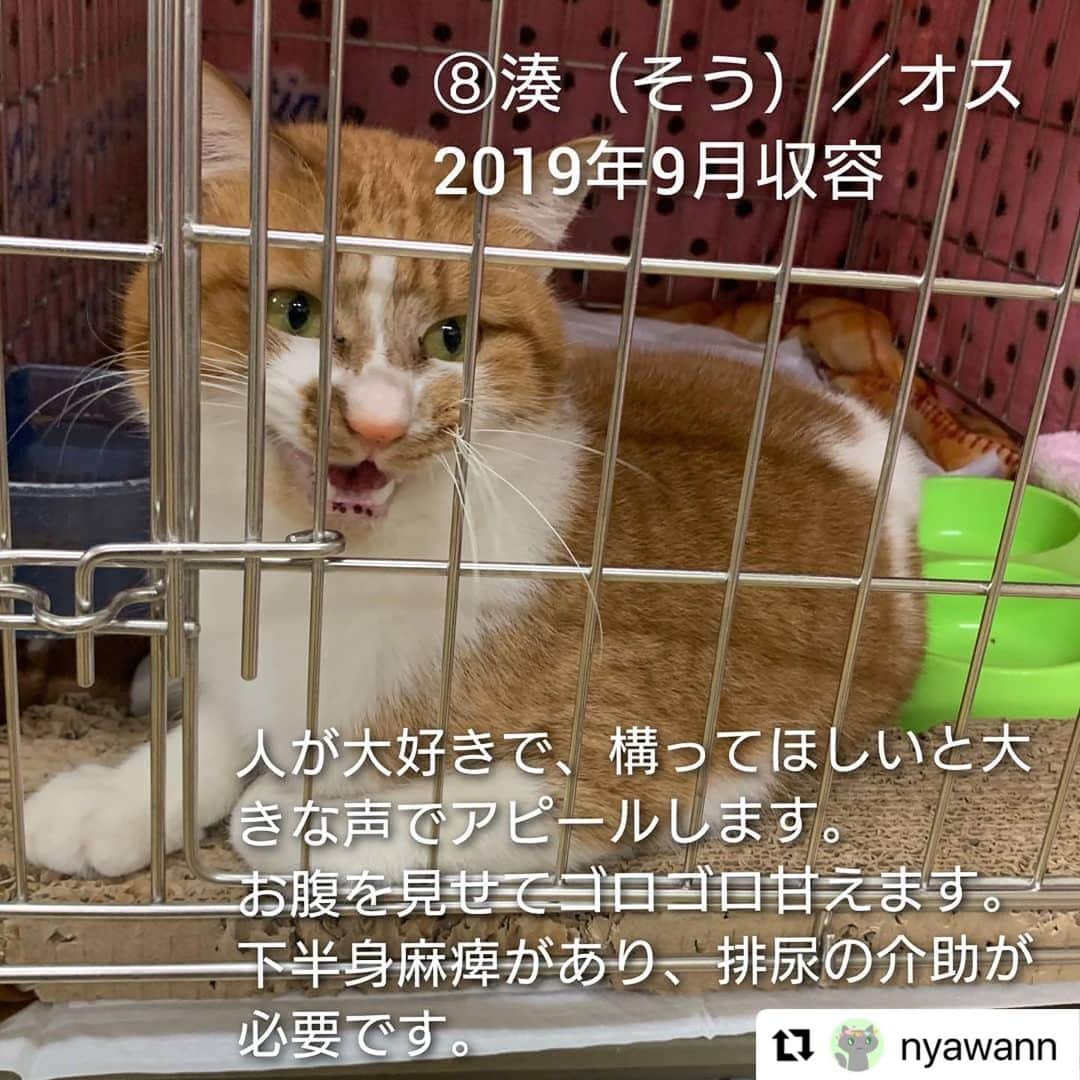 亜生さんのインスタグラム写真 - (亜生Instagram)「リポストです！  #Repost @nyawann with @make_repost ・・・ 熊本市動物愛護センターの猫たちに、命の期限が迫っています。  19日(土)に開催される譲渡会の結果が運命を分けることになります。 12月9日現在の猫の収容数は60匹。 （うち1匹はチーム一時保護中） そこから半数の30匹に行き先を探さねばなりません。 ※処分対象の猫は現時点では決まっていません  新しい家族として迎えて下さるご家族、そして保護から譲渡まで一手に引き受けて下さるボランティアさま。 どうか1つでも多くの命を救って頂けないでしょうか🙇  ブログ『にゃわん奮闘記』に、60匹の猫たちをご紹介しています。 どうぞご覧ください❗  「にゃわん」で検索してください🙇 もしくは、インスタアカウントトップにあるURLからお願いします。  ⑤しゅう　オス 2018年3月収容  ⑥バース　オス 2018年12月収容 活発な性格で、おもちゃで遊ぶことが好きです。 猫が好きで、他の猫とじゃれて遊んでいるときはとても嬉しそうですが、人に対してはまだ馴れておらず、ご飯を食べているときしか触らせてくれません。 時間をかけて慣れさせる必要があります。  ・相性の合うご家庭 猫が好きなので、猫を飼っているご家庭や、人になれた猫と一緒に飼うとなれやすいと思います。  ⑦夜桜　メス 2019年7月収容 撫でてもらうことが好きで、撫でるとお返しにペロペロと舐めてくれるところがかわいいです。 少しこわがりなので、はじめての人には威嚇してしまうこともあります。 事故の後遺症で、後肢に麻痺がありますが、前肢で動き回り、 トイレも自力で行くことができます。 高いところに登ることはできませんが、低い段差には登ることができ、クッションや猫ベットの上でくつろぐことが好きです。  ・相性の合うご家庭 控え目な猫を飼いたい方におすすめです。 また、後肢を擦って動くため、床に物が少ないご家庭が望ましく、高いところに猫が登ってほしくないご家庭にも向いています。  ⑧湊（そう）　オス 2019年9月収容 人が大好きで、構ってほしいと大きな声でアピールします。 撫でてもらうとお腹を見せてゴロゴロ甘えるところがかわいらしいです。 下半身麻痺があり、排尿の介助が必要ですが、前足で元気いっぱいに走りまわります。  ・相性の合うご家庭 排尿の介助で必要なので、こまめなケアができる方に向いています。  ⑨ぼんぞう　オス 2019年12月収容 人が大好きでいつも全力で甘えてきます。 人見知りもなく、とにかくマイペースで、抱っこも好きです。 ご飯も大好きですので、食べすぎに注意してあげてください。 去勢手術済みです。  ・相性の合うご家庭 とても寂しがり屋で甘えん坊ですので、しっかりとこの子に時間をかけられるご家庭向きです。  ⑩もみじ　メス 2020年1月収容 事故により収容された時に下半身が麻痺していましたが、徐々に感覚を取り戻し力は弱いものの歩くことができます。 排泄の感覚が戻っていないため、排泄が漏れ出ているそうです。 加えて怖がりな性格なので譲渡のハードルがかなり高く心配しています。  ⑪でぃだ　オス 2020年1月収容 人が大好きでいつも全力で甘えてきます。 人見知りもなく、抱っこもできます。 また、他の子のごはんを狙いにいくほど食いしん坊で、ゴロゴロ寝転ぶことも好きです。 猫エイズ陽性で、事故の後遺症から口蓋裂があるので、体調管理をしっかり行う必要があります。  ・相性の合うご家庭 甘えん坊なので猫としっかり触れ合いたいご家庭向きです。 また、病気の治療にもご理解のある方がよいでしょう。  右眼の眼球は小さい子です  ⑫カブ　メス 2020年5月収容 下半身麻痺で圧迫排泄が必要です。怖がりでご飯の時間以外はアピールしないそうです。 （攻撃性はなくフリーズする性格）  ⑭りあ　メス 2020年12月収容 推定生後半年前後 エイズ・白血病ともに陰性  後肢の怪我によると思われる極度の貧血により、当団体で一時保護し現在は貧血の数値も正常となりました。 後肢の腫れがありますので抗生剤を投薬しながら経過観察中。 控え目に静かに甘えるじわじわ癒し系です。  ※市のセンターのHPに掲載されていない子たちは 　譲渡対象外となっている＝危険という解釈のヒントになると思います  ーーーーーーーーーーーーーーーーーーー  ⚠️⚠️センターへの問い合わせは新しい飼い主希望の方のみお願いします🙇 苦情やその他の電話はどうぞお控えください⚠️⚠️  #猫#ねこ#ネコ#cat#保護#保護猫#にゃわん奮闘記#にゃわん#チームにゃわん#猫ボランティア#飼い主様募集中#新しい家族募集中#熊本#熊本市動物愛護センター#助けてください#拡散希望#多頭崩壊#多頭飼養崩壊」12月16日 23時54分 - aseihurricane