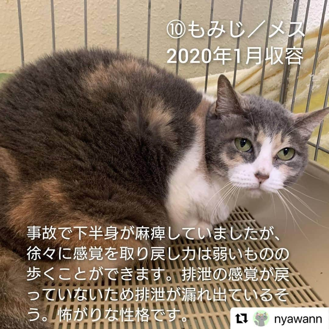 亜生さんのインスタグラム写真 - (亜生Instagram)「リポストです！  #Repost @nyawann with @make_repost ・・・ 熊本市動物愛護センターの猫たちに、命の期限が迫っています。  19日(土)に開催される譲渡会の結果が運命を分けることになります。 12月9日現在の猫の収容数は60匹。 （うち1匹はチーム一時保護中） そこから半数の30匹に行き先を探さねばなりません。 ※処分対象の猫は現時点では決まっていません  新しい家族として迎えて下さるご家族、そして保護から譲渡まで一手に引き受けて下さるボランティアさま。 どうか1つでも多くの命を救って頂けないでしょうか🙇  ブログ『にゃわん奮闘記』に、60匹の猫たちをご紹介しています。 どうぞご覧ください❗  「にゃわん」で検索してください🙇 もしくは、インスタアカウントトップにあるURLからお願いします。  ⑤しゅう　オス 2018年3月収容  ⑥バース　オス 2018年12月収容 活発な性格で、おもちゃで遊ぶことが好きです。 猫が好きで、他の猫とじゃれて遊んでいるときはとても嬉しそうですが、人に対してはまだ馴れておらず、ご飯を食べているときしか触らせてくれません。 時間をかけて慣れさせる必要があります。  ・相性の合うご家庭 猫が好きなので、猫を飼っているご家庭や、人になれた猫と一緒に飼うとなれやすいと思います。  ⑦夜桜　メス 2019年7月収容 撫でてもらうことが好きで、撫でるとお返しにペロペロと舐めてくれるところがかわいいです。 少しこわがりなので、はじめての人には威嚇してしまうこともあります。 事故の後遺症で、後肢に麻痺がありますが、前肢で動き回り、 トイレも自力で行くことができます。 高いところに登ることはできませんが、低い段差には登ることができ、クッションや猫ベットの上でくつろぐことが好きです。  ・相性の合うご家庭 控え目な猫を飼いたい方におすすめです。 また、後肢を擦って動くため、床に物が少ないご家庭が望ましく、高いところに猫が登ってほしくないご家庭にも向いています。  ⑧湊（そう）　オス 2019年9月収容 人が大好きで、構ってほしいと大きな声でアピールします。 撫でてもらうとお腹を見せてゴロゴロ甘えるところがかわいらしいです。 下半身麻痺があり、排尿の介助が必要ですが、前足で元気いっぱいに走りまわります。  ・相性の合うご家庭 排尿の介助で必要なので、こまめなケアができる方に向いています。  ⑨ぼんぞう　オス 2019年12月収容 人が大好きでいつも全力で甘えてきます。 人見知りもなく、とにかくマイペースで、抱っこも好きです。 ご飯も大好きですので、食べすぎに注意してあげてください。 去勢手術済みです。  ・相性の合うご家庭 とても寂しがり屋で甘えん坊ですので、しっかりとこの子に時間をかけられるご家庭向きです。  ⑩もみじ　メス 2020年1月収容 事故により収容された時に下半身が麻痺していましたが、徐々に感覚を取り戻し力は弱いものの歩くことができます。 排泄の感覚が戻っていないため、排泄が漏れ出ているそうです。 加えて怖がりな性格なので譲渡のハードルがかなり高く心配しています。  ⑪でぃだ　オス 2020年1月収容 人が大好きでいつも全力で甘えてきます。 人見知りもなく、抱っこもできます。 また、他の子のごはんを狙いにいくほど食いしん坊で、ゴロゴロ寝転ぶことも好きです。 猫エイズ陽性で、事故の後遺症から口蓋裂があるので、体調管理をしっかり行う必要があります。  ・相性の合うご家庭 甘えん坊なので猫としっかり触れ合いたいご家庭向きです。 また、病気の治療にもご理解のある方がよいでしょう。  右眼の眼球は小さい子です  ⑫カブ　メス 2020年5月収容 下半身麻痺で圧迫排泄が必要です。怖がりでご飯の時間以外はアピールしないそうです。 （攻撃性はなくフリーズする性格）  ⑭りあ　メス 2020年12月収容 推定生後半年前後 エイズ・白血病ともに陰性  後肢の怪我によると思われる極度の貧血により、当団体で一時保護し現在は貧血の数値も正常となりました。 後肢の腫れがありますので抗生剤を投薬しながら経過観察中。 控え目に静かに甘えるじわじわ癒し系です。  ※市のセンターのHPに掲載されていない子たちは 　譲渡対象外となっている＝危険という解釈のヒントになると思います  ーーーーーーーーーーーーーーーーーーー  ⚠️⚠️センターへの問い合わせは新しい飼い主希望の方のみお願いします🙇 苦情やその他の電話はどうぞお控えください⚠️⚠️  #猫#ねこ#ネコ#cat#保護#保護猫#にゃわん奮闘記#にゃわん#チームにゃわん#猫ボランティア#飼い主様募集中#新しい家族募集中#熊本#熊本市動物愛護センター#助けてください#拡散希望#多頭崩壊#多頭飼養崩壊」12月16日 23時54分 - aseihurricane