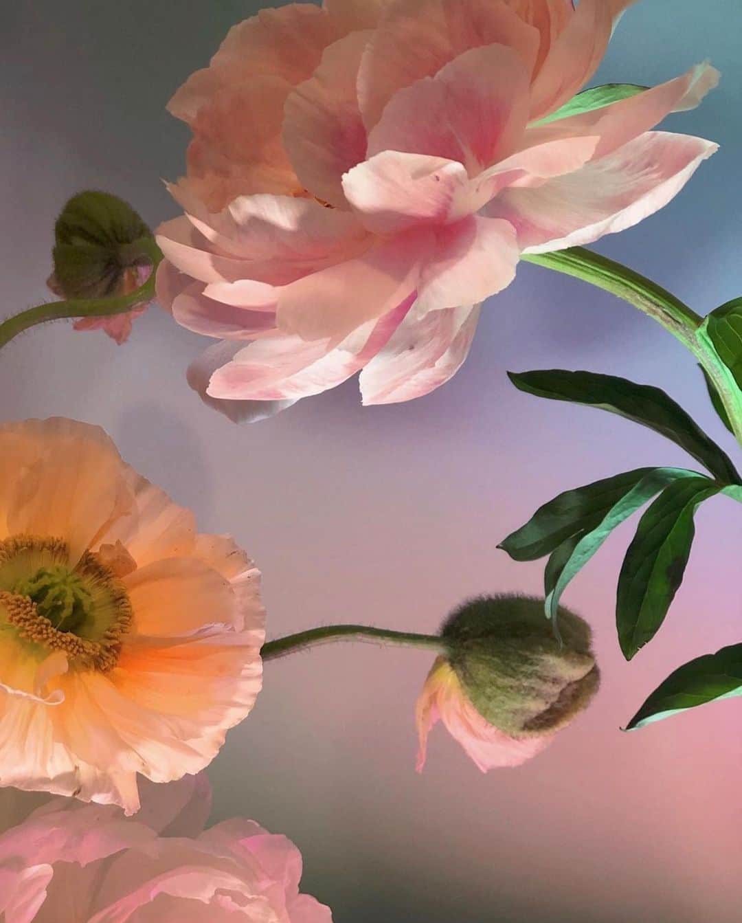 Jeanneのインスタグラム：「🌷🌺 @doan_ly」