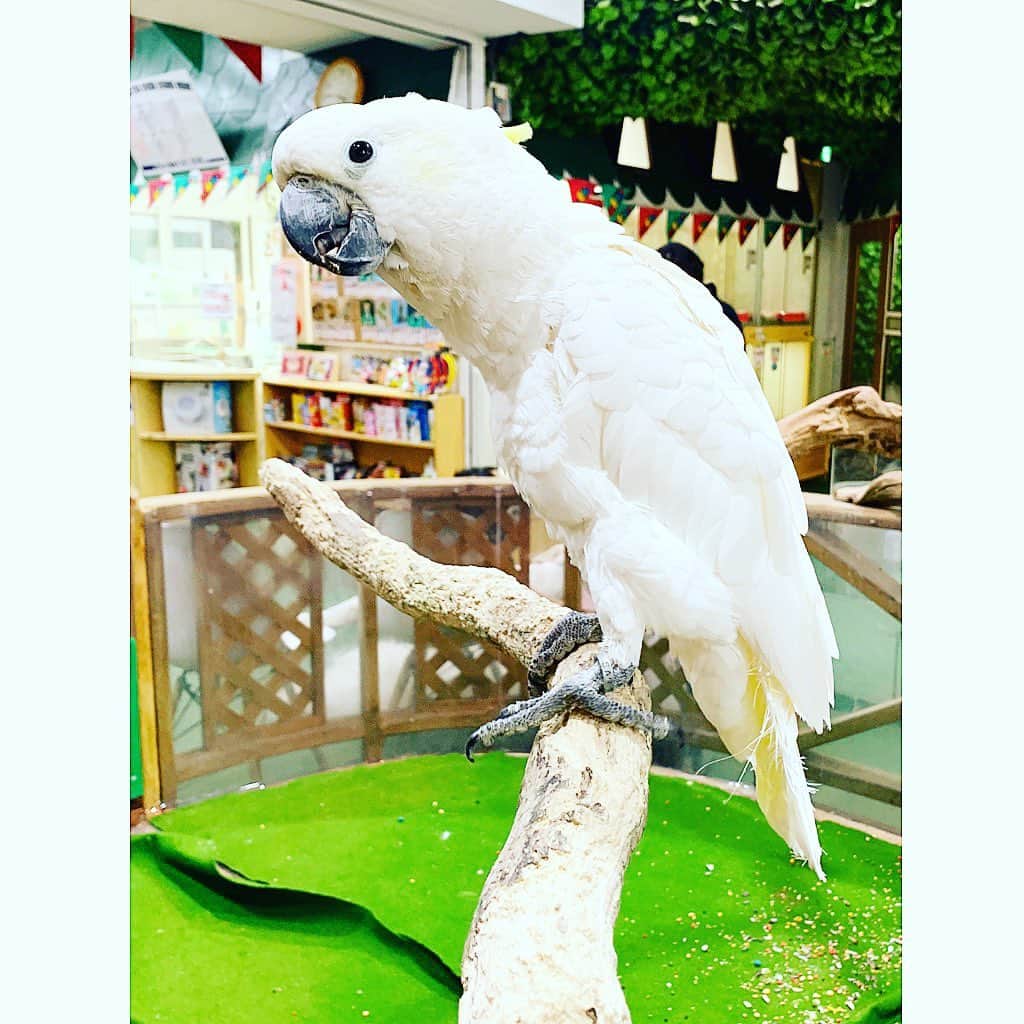 七瀬遥のインスタグラム：「はぁ〜癒されるなぁ🥰 都会の中の動物園🦜🐑🦮🐇🐢 心のままに 素直に 無邪気に 遊んで食べて 甘えて💕 眠くなったら寝る🥱😴😪 そんな自由気ままな姿に 自然とみんなも笑顔になるね☺️☺️☺️❤️ みーんな♡それでいいんだよ😊  #都会#動物園#癒し#可愛い#羊#オウム#cute#friend#family#good#happy#fun#happiness#good#smile#tokyo#japan」