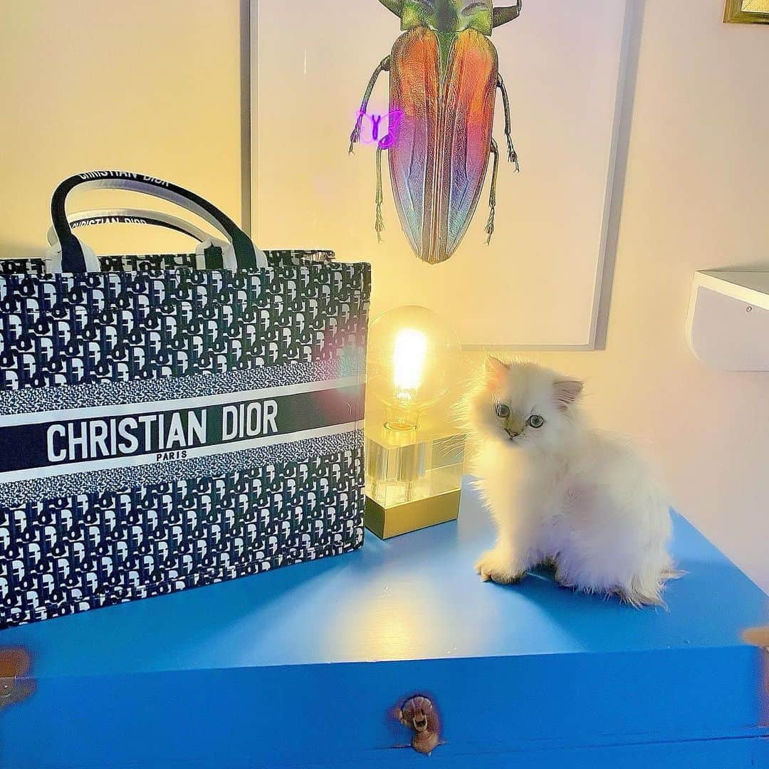 アンナ・ハウスのインスタグラム：「Push your boundaries beyond the ordinary be that “extra” in “extraordinary.” Love 🦋 Boom Boom 💥 and Yoanna  #roytbennett#dior#persiancat#kitten」