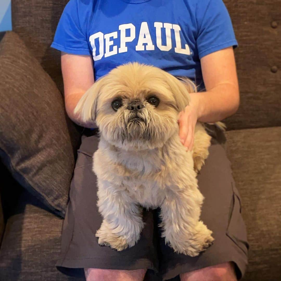 Dougie the Shih Tzuのインスタグラム：「The little kid is no longer little and no longer a kid. He turns 18 today (wha????), and it seems like the perfect time to announce he will be off to college next year at DePaul University in Chicago.  We’ll have to figure out a new nickname for this birthday boy. ❤️」