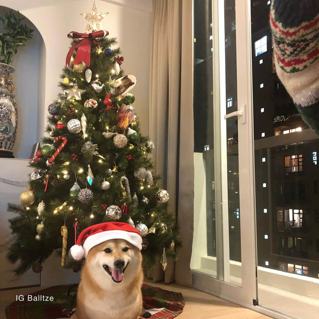 Balltze My name is Ballのインスタグラム：「10 days to Ho Ho Ho season tbt to my last yr outfit  #balltze #fat96 #nomnomnomclub #cheems #balltzecheems #yos」