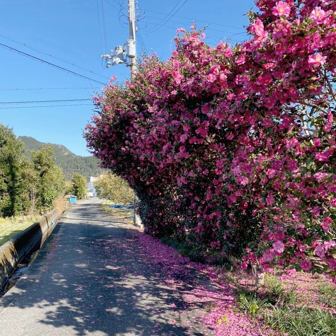 Yuka Kaedeさんのインスタグラム写真 - (Yuka KaedeInstagram)「山茶花　#Sasanqua . . 山へドライブ♪  秋冬はあまりお花が咲いてないので山の風景の中ではピンクのお花が目立っており、ピンクの花を目指し車で向かってみると…  椿かなぁと思って調べると花弁が散っていたのでこれはサザンカなのでしょう。 山茶花って木に咲いてるんですね、初めて見ました。山の風景写真を見るのは大好きですが、山に行く事が今までの人生であまりなかったのですごく新鮮。見たこともない草木に感激です。  ※椿(ツバキ)と山茶花(サザンカ)の違い。 ツバキは花が丸ごと落ちますが、サザンカは花びらが個々に散るそうです。 . . #さざんか#山茶花#サザンカ #季節の花#ドライブ#和歌山」12月17日 1時29分 - _asyuka_