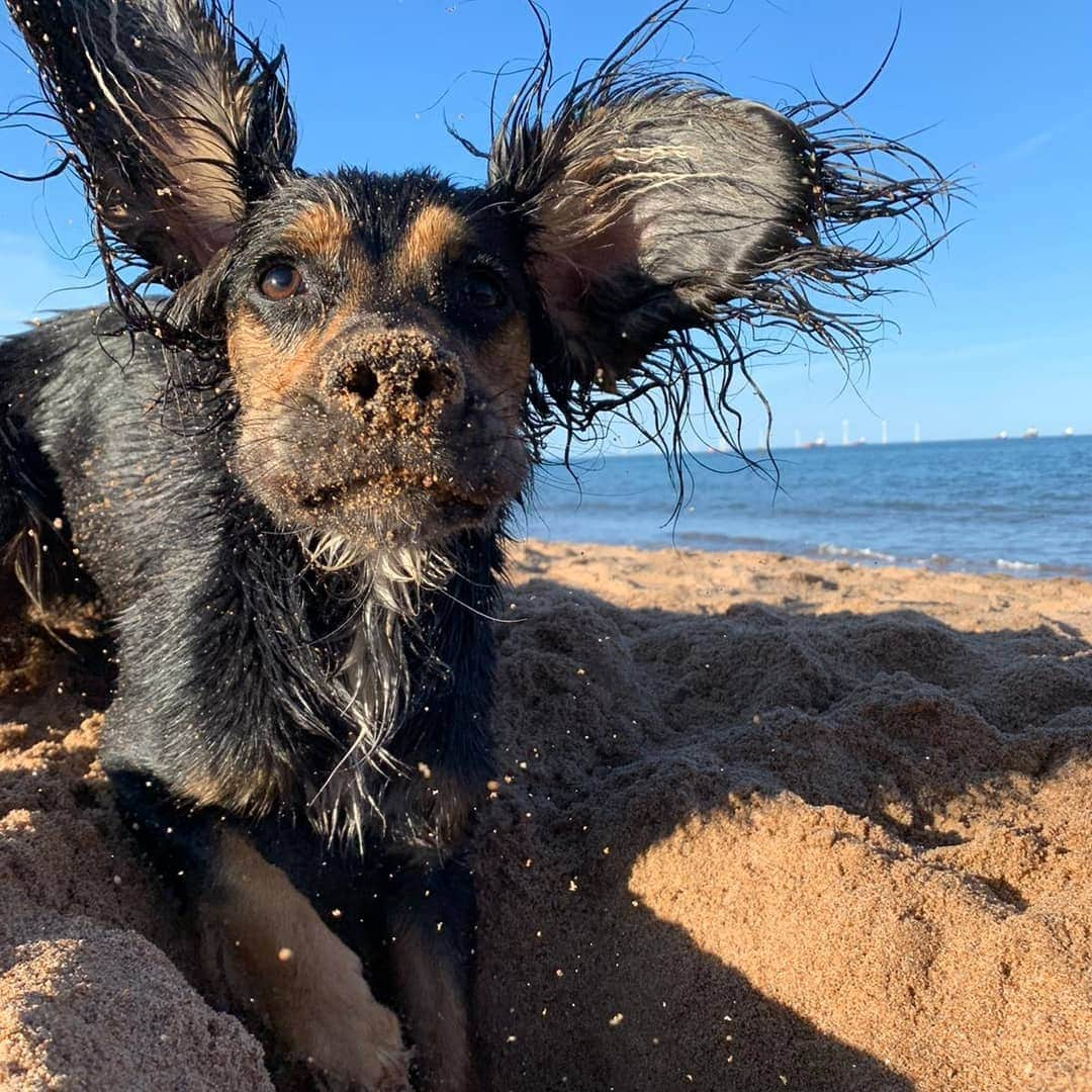 ハンナ・ミレイさんのインスタグラム写真 - (ハンナ・ミレイInstagram)「1 year ago today!! We drove home with our little bundle of fur. Little did we know how much of an impact Poppy would have on our lives. She's changed us for the better and we can't imagine life without her.  During lockdown she was the one that got Euan and I through it. From talking her out on walks to teaching her new tricks I've ended up loving her more and more. Poppy loves life and lives everyday to the fullest (typical spaniel 😂), but she's taught me to "be more dog" embrace and enjoy the little things and communication can come from not just verbal but body language (and treats 😂). She's our adventure partner and our portable hot water bottle, can't wait for the many more years of adventures to come! 🔹 🔹 🔹 #family #happygottchaday #poppy #teamarenauk #spaniel #dogsareforlife #lockdown」12月17日 1時33分 - smiley8889