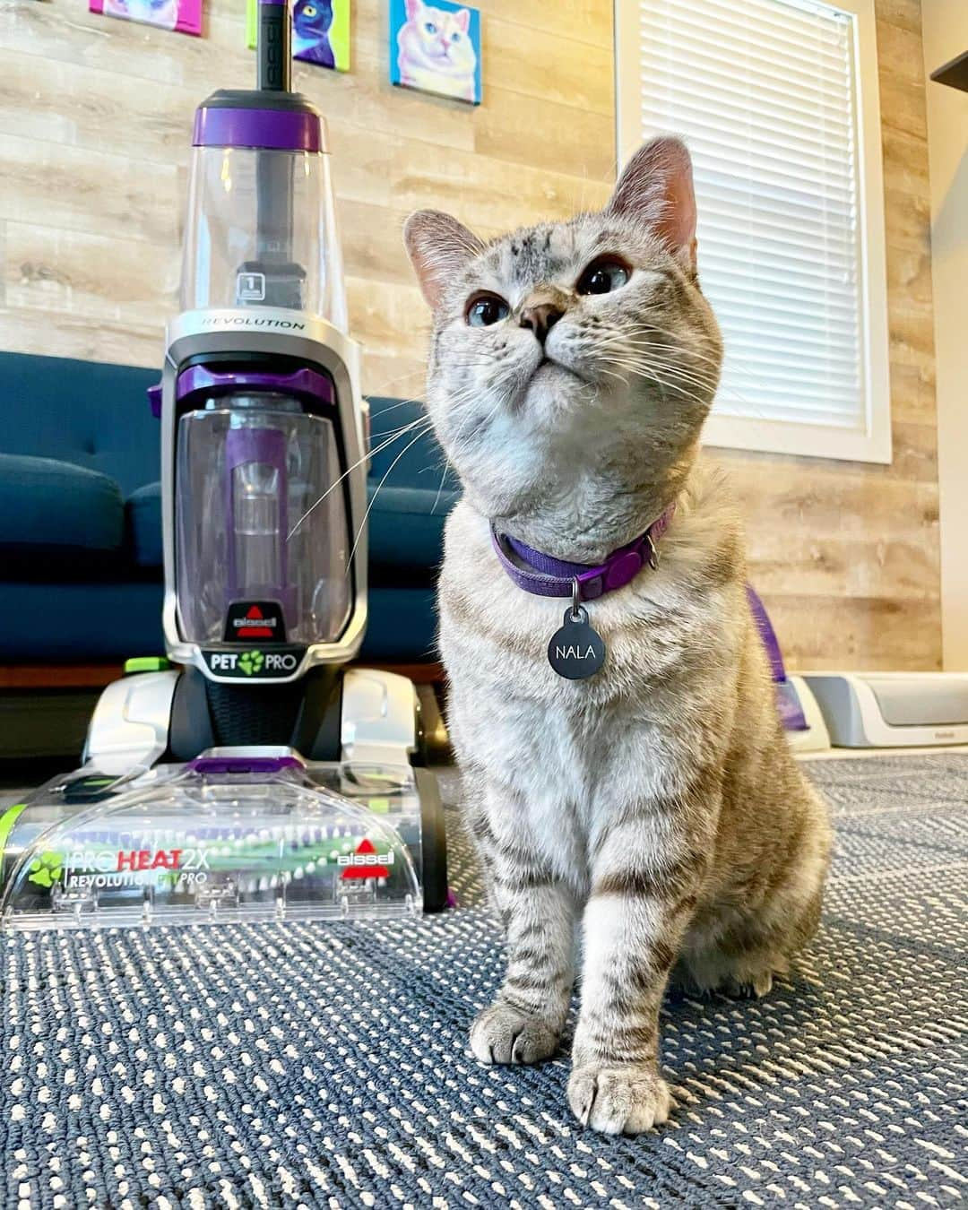 nala_catさんのインスタグラム写真 - (nala_catInstagram)「#ad If you're like me, you prefer to erase smells and messes so it feels like you're the only kitty living in the castle. @BISSELLClean is my best kept secret! The BISSELL® ProHeat 2X® Revolution® Pet Pro carpet cleaner handles our toughest messes with its exclusive Pet Pro Cleanup System. It’s easy to use so that means mom spends less time cleaning and more time creating special memories with me, plus Every Purchase Saves Pets™! Link in bio to learn more!  #WeArePetParents」12月17日 1時53分 - nala_cat