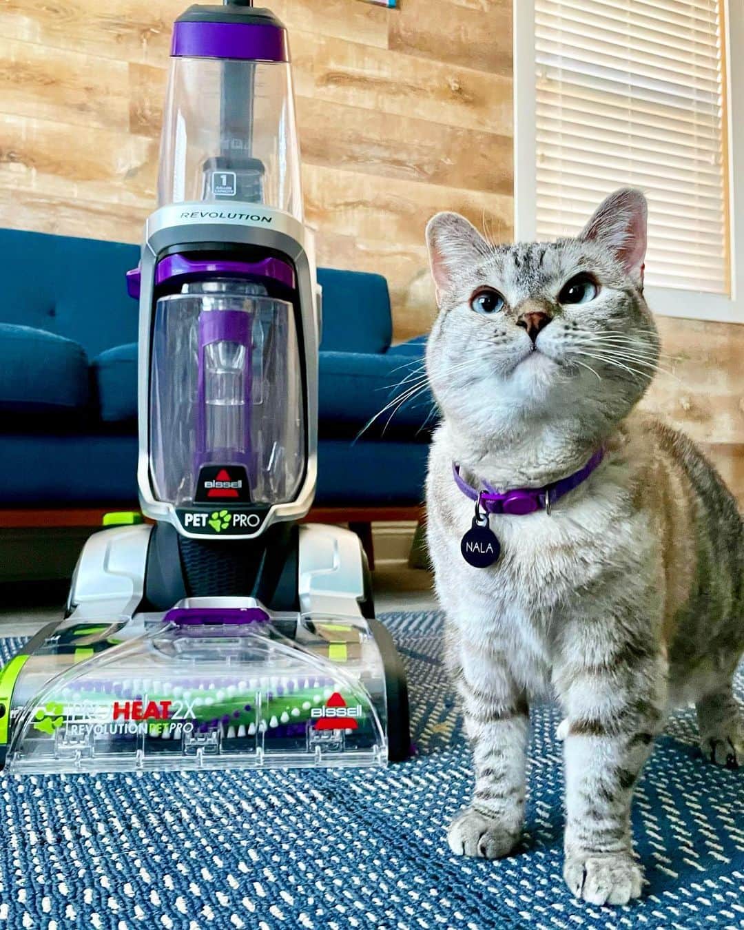 nala_catさんのインスタグラム写真 - (nala_catInstagram)「#ad If you're like me, you prefer to erase smells and messes so it feels like you're the only kitty living in the castle. @BISSELLClean is my best kept secret! The BISSELL® ProHeat 2X® Revolution® Pet Pro carpet cleaner handles our toughest messes with its exclusive Pet Pro Cleanup System. It’s easy to use so that means mom spends less time cleaning and more time creating special memories with me, plus Every Purchase Saves Pets™! Link in bio to learn more!  #WeArePetParents」12月17日 1時53分 - nala_cat