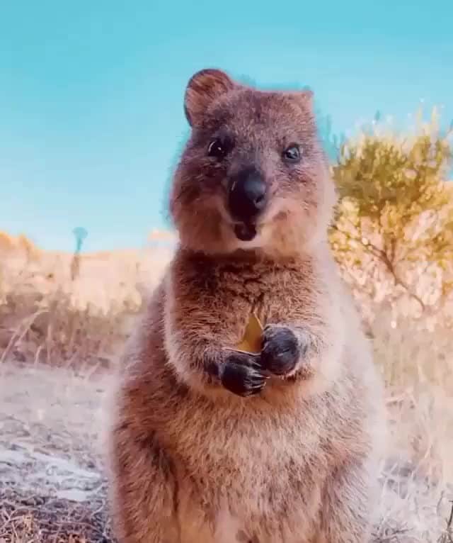 マット・マクゴリーのインスタグラム：「Me after I do sex and then go to the kitchen for a snack. Repost from @ourplanetdaily video by @hobopeeba」